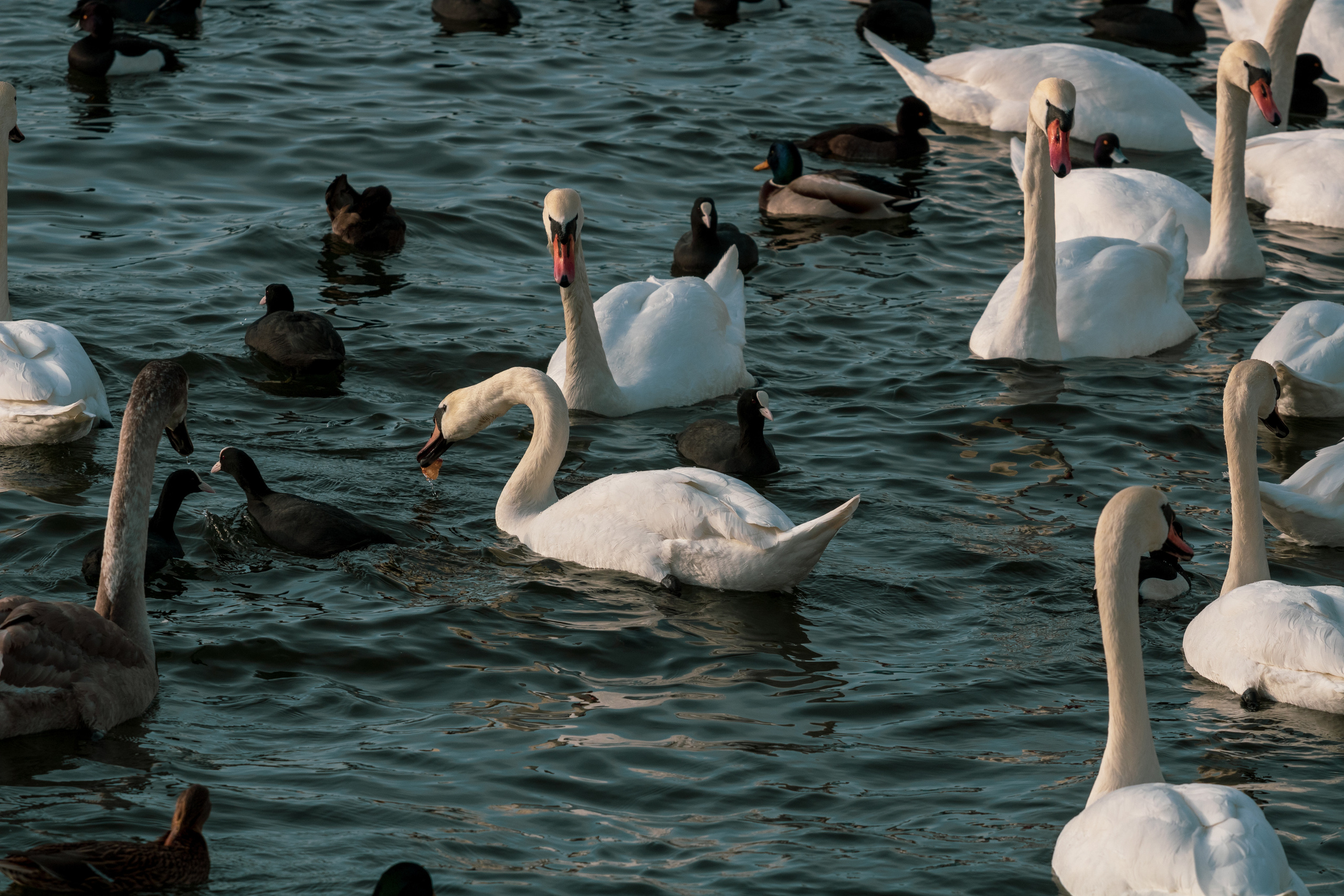 Rootsi reis. Nebula 25 — Fotod teie hingele