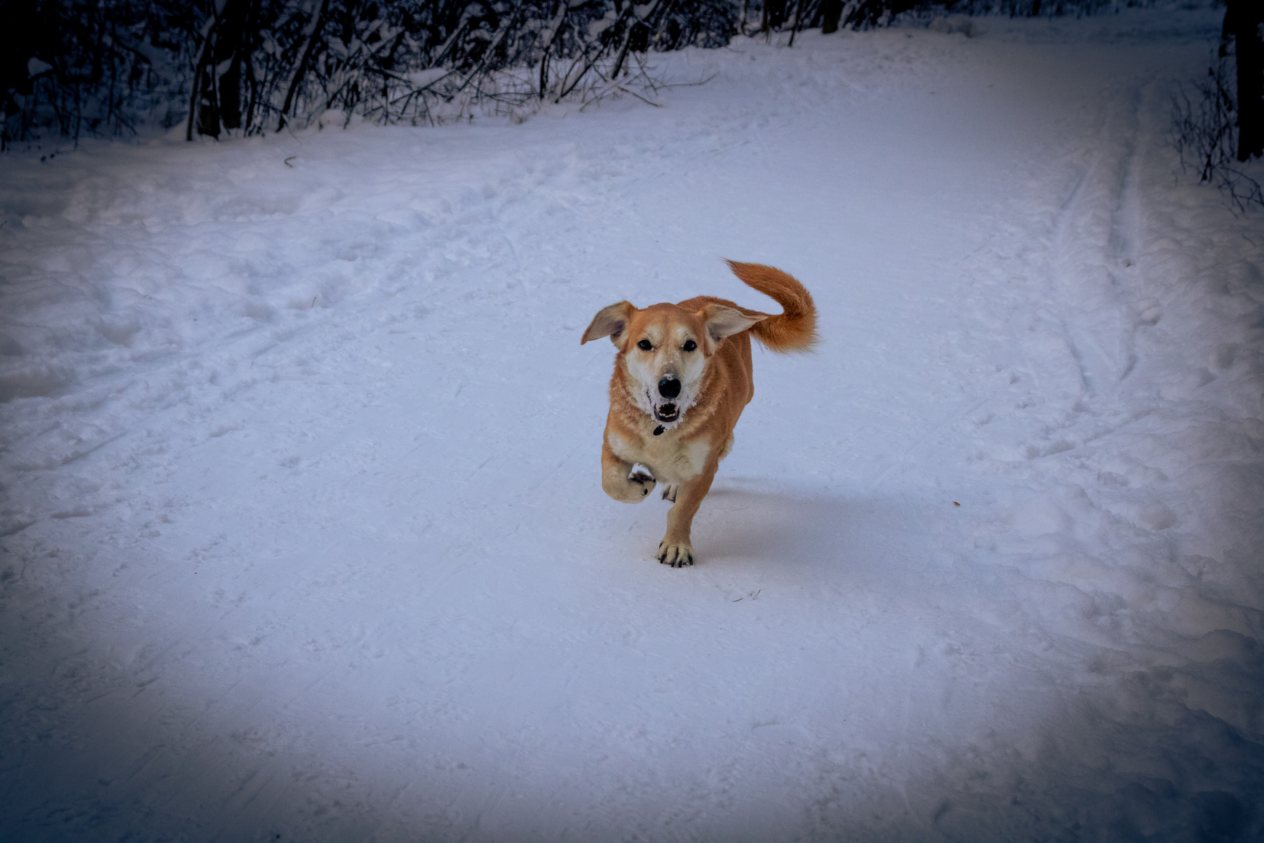 Talvine mets (2021 a.). Nebula 25 — Fotod teie hingele