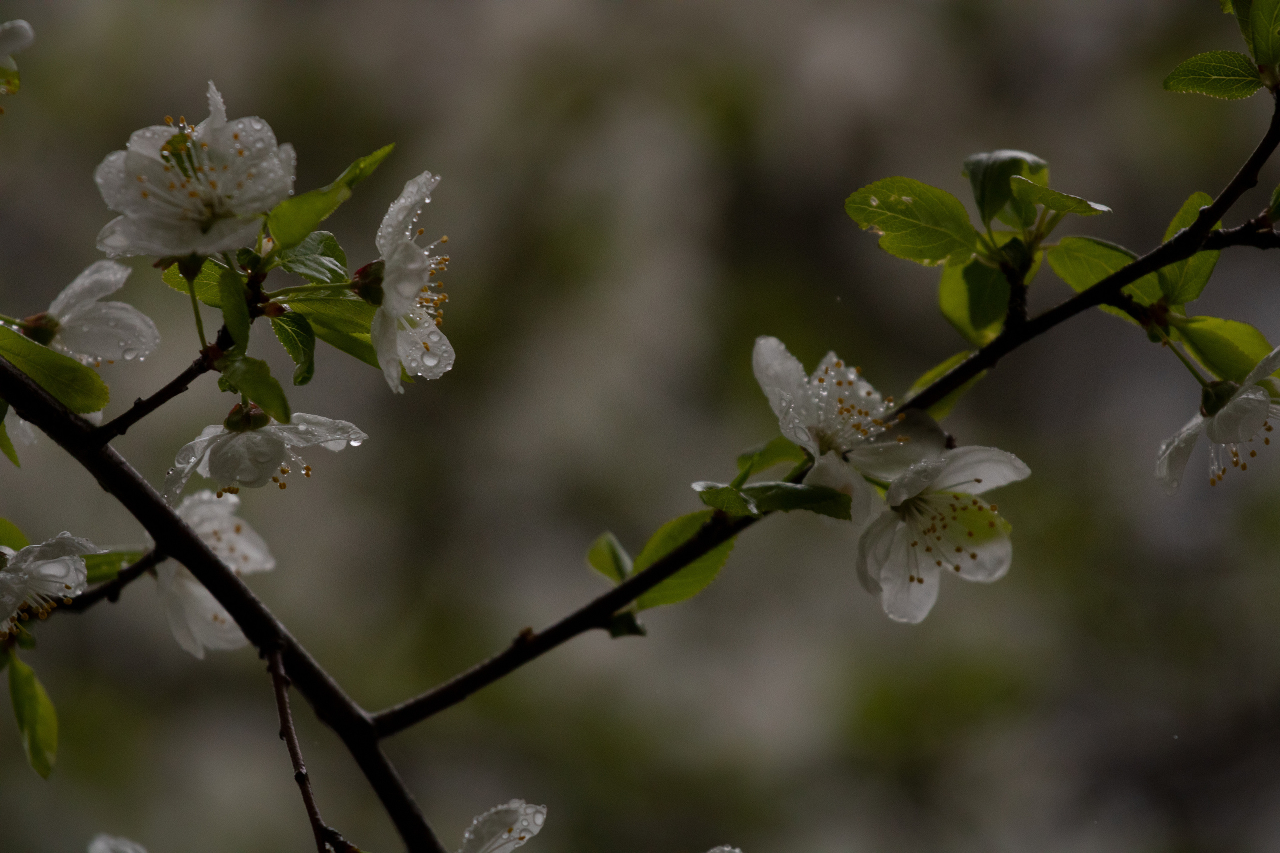Möldre tee. Nebula 25 — Fotod teie hingele