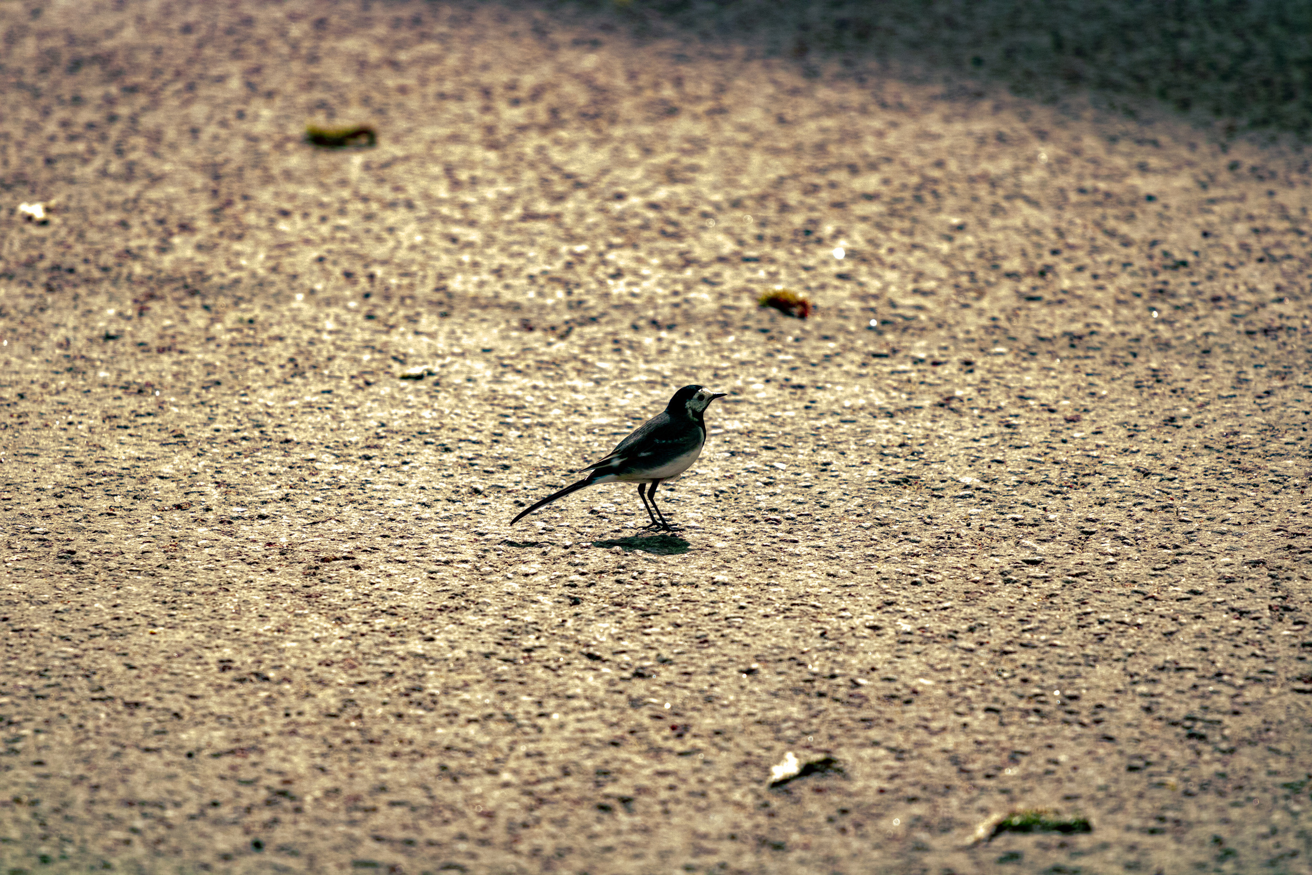 Värvide ja lillede ilu. Nebula 25 — Fotod teie hingele