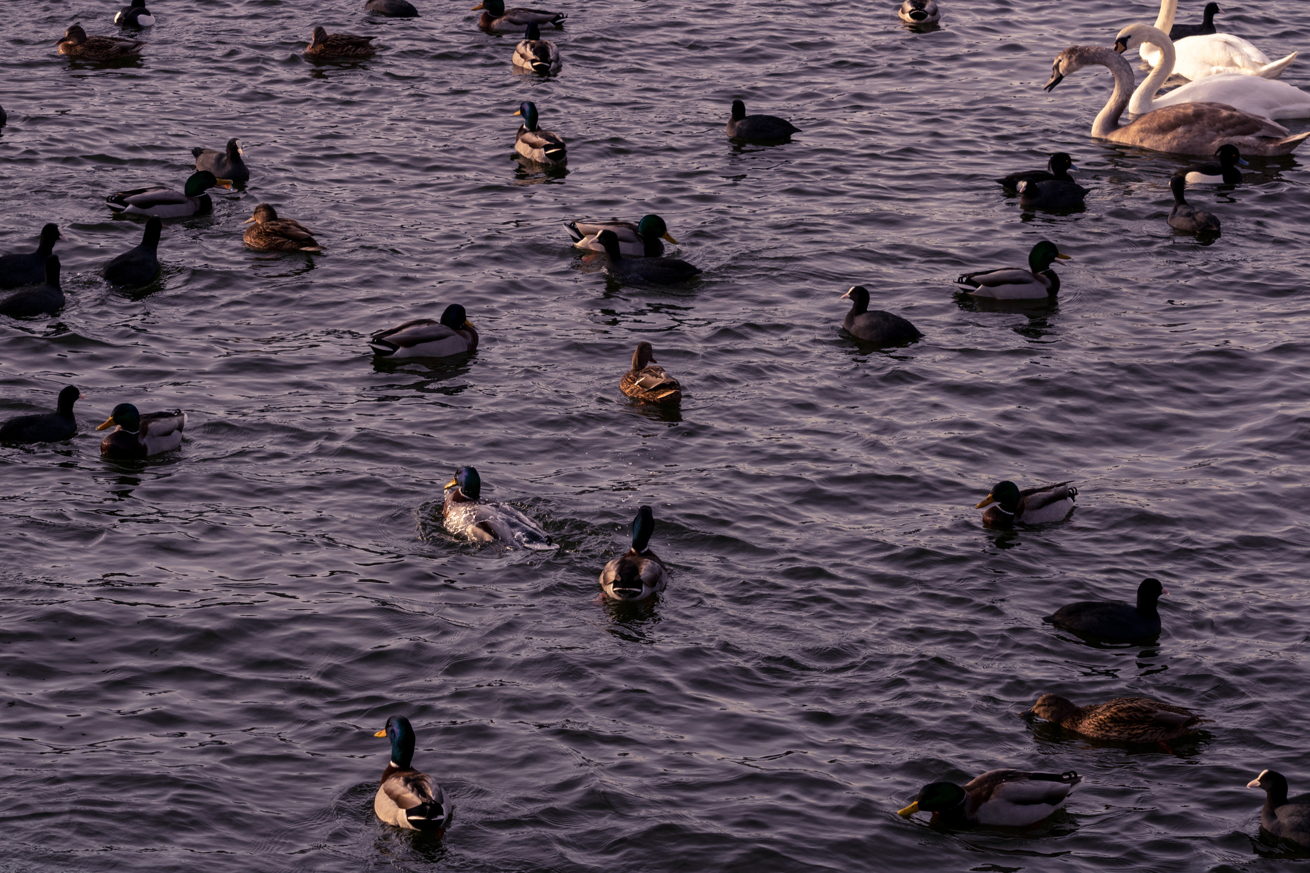 Rootsi reis. Nebula 25 — Fotod teie hingele