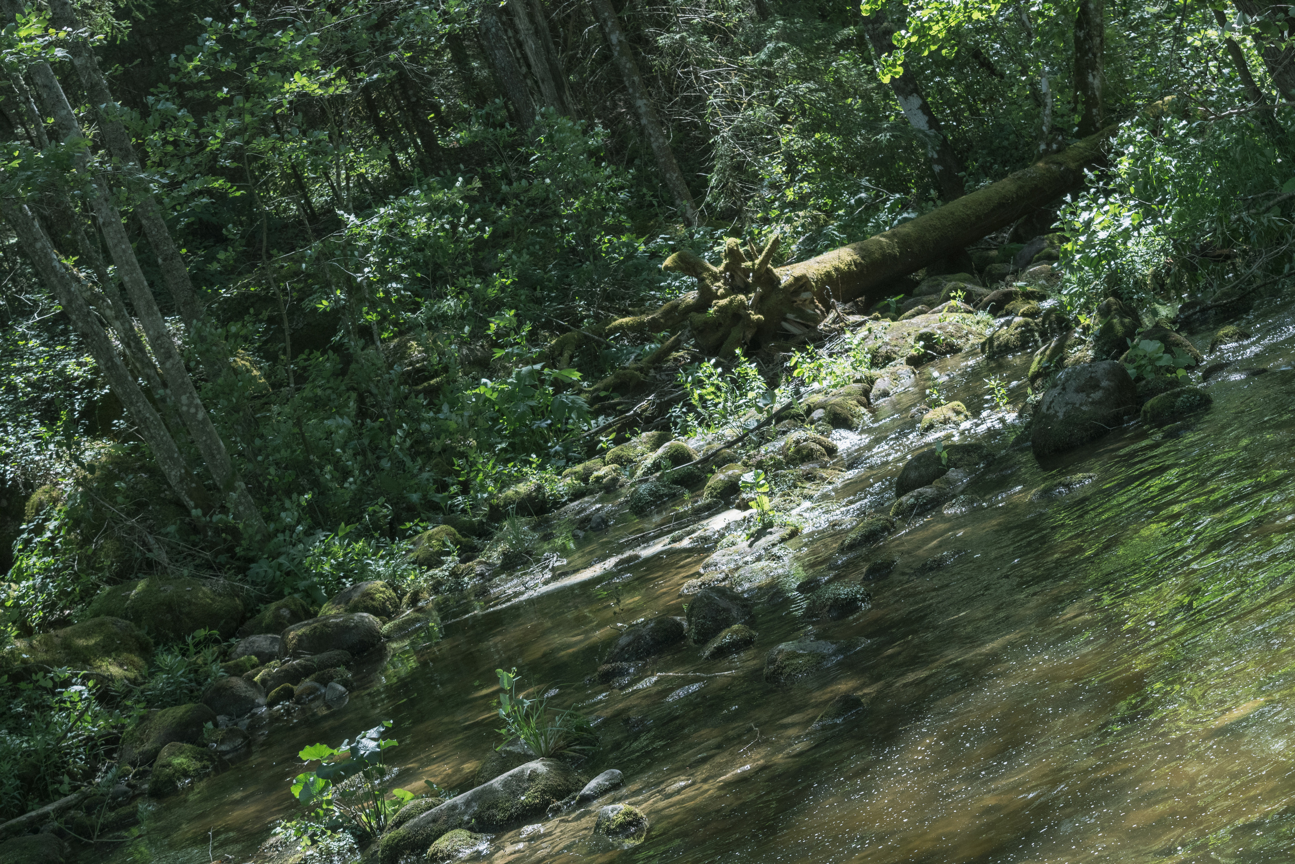 Peipsi järv (Taevaskoja). Nebula 25 — Fotod teie hingele