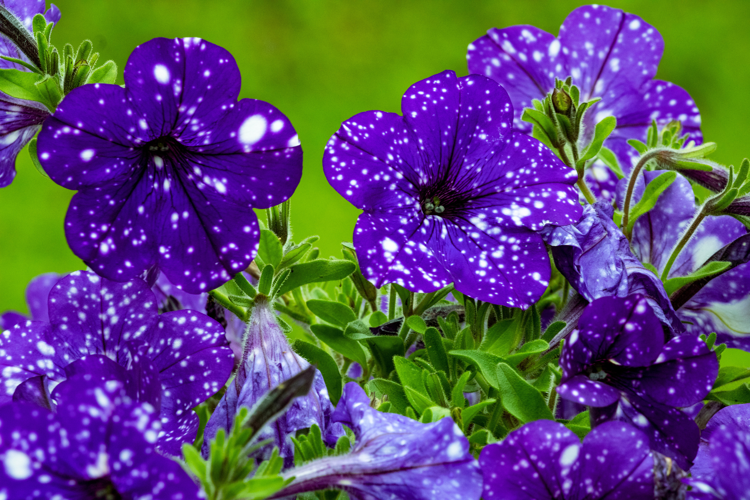Peipsi järv (lilled). Nebula 25 — Fotod teie hingele
