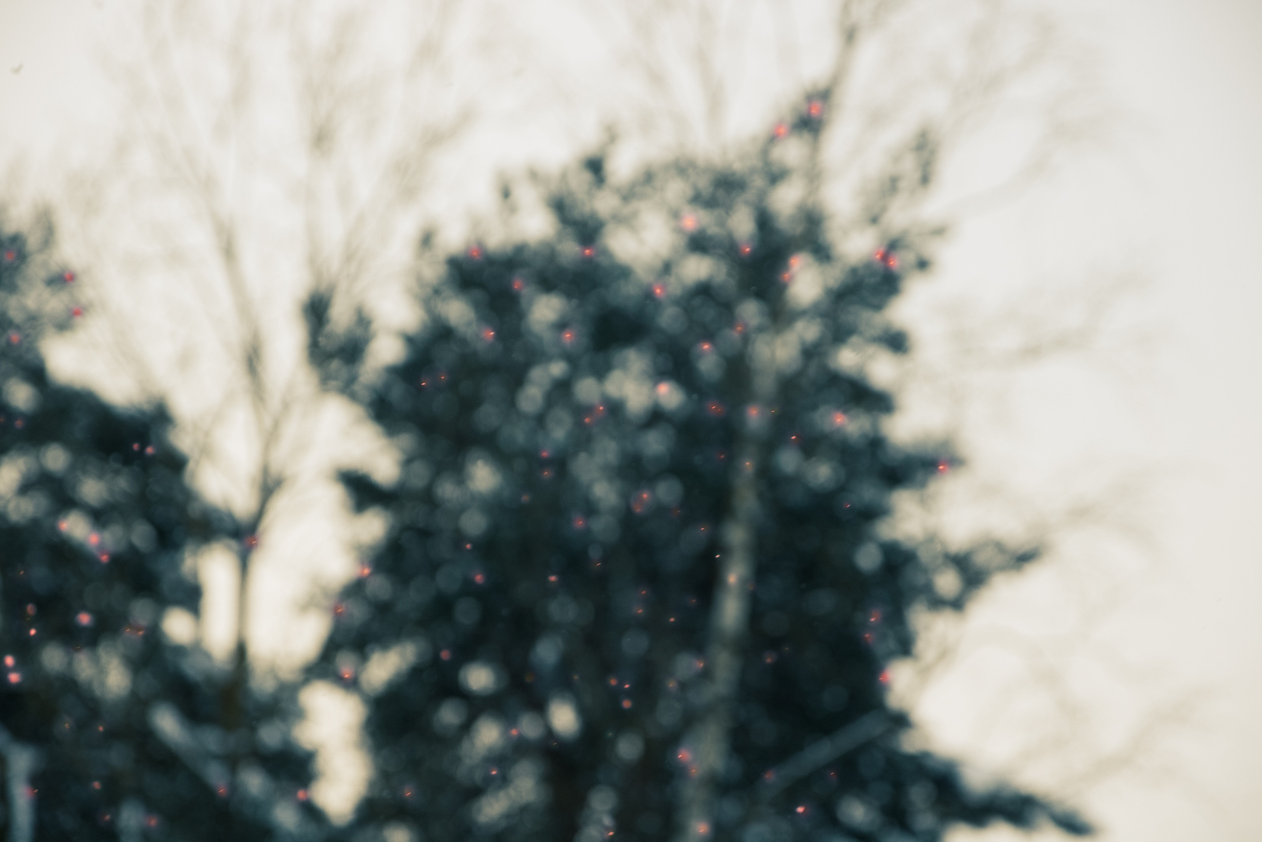 Talvine mets (2021 a.). Nebula 25 — Fotod teie hingele