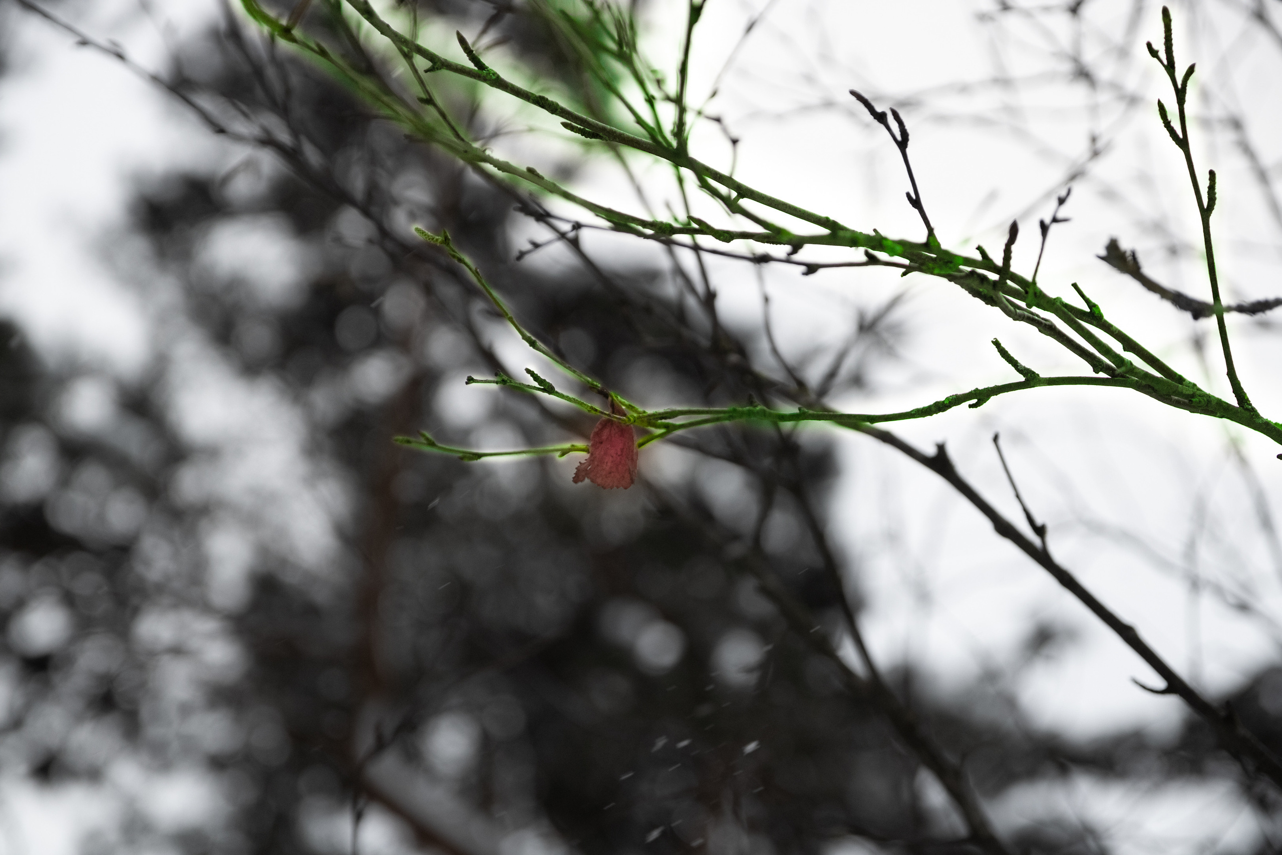 Talvine mets (2021 a.). Nebula 25 — Fotod teie hingele