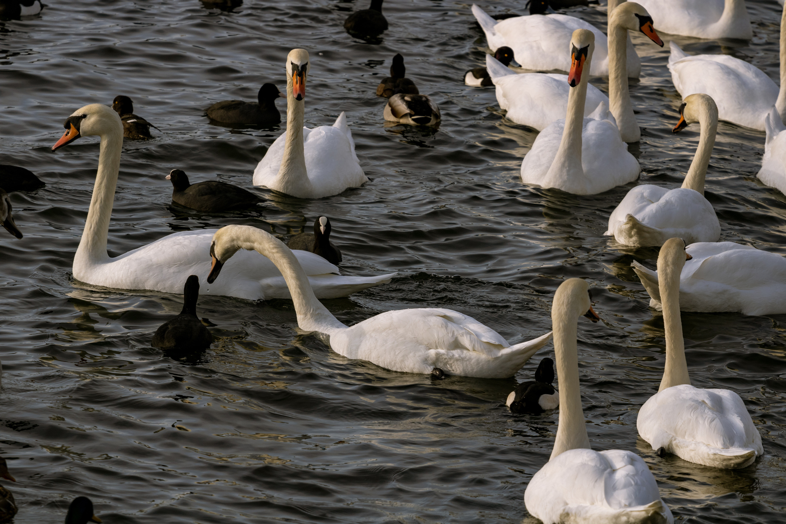 Rootsi reis. Nebula 25 — Fotod teie hingele
