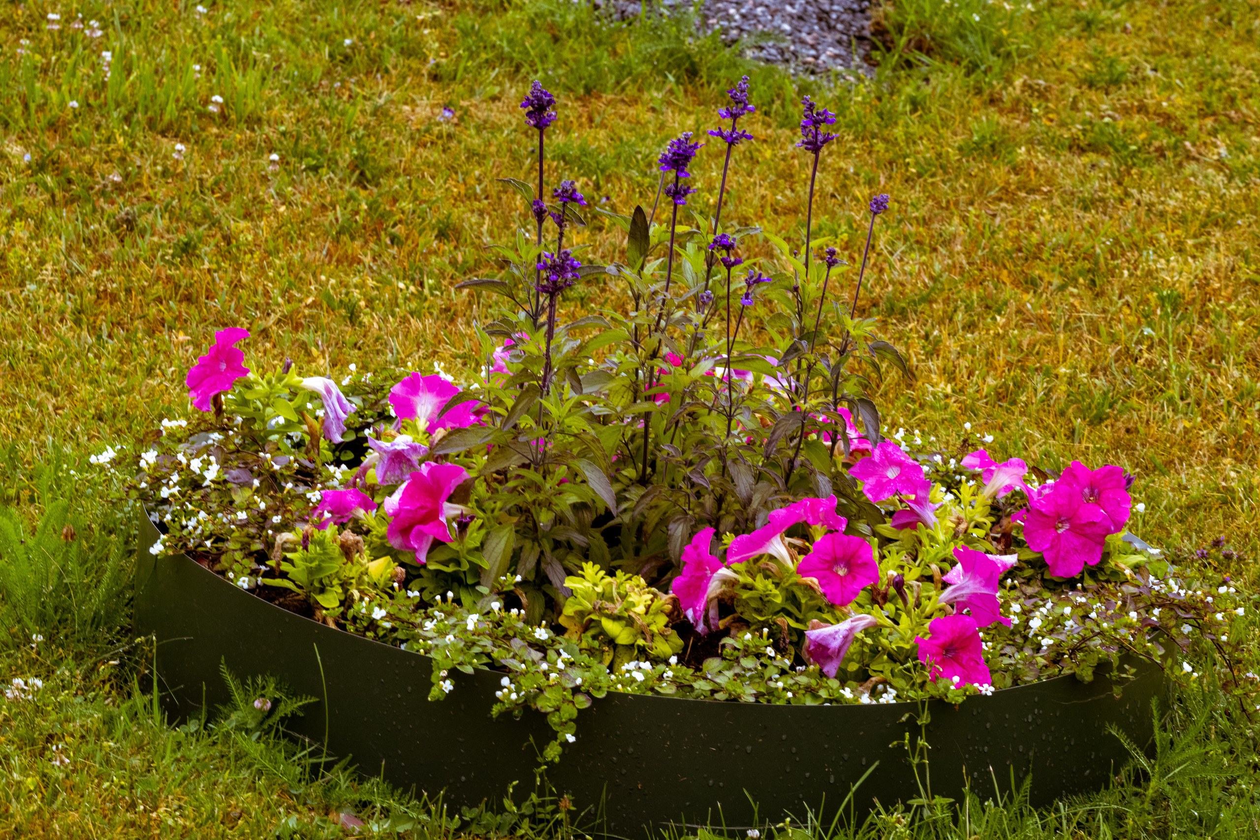 Peipsi järv (lilled). Nebula 25 — Fotod teie hingele
