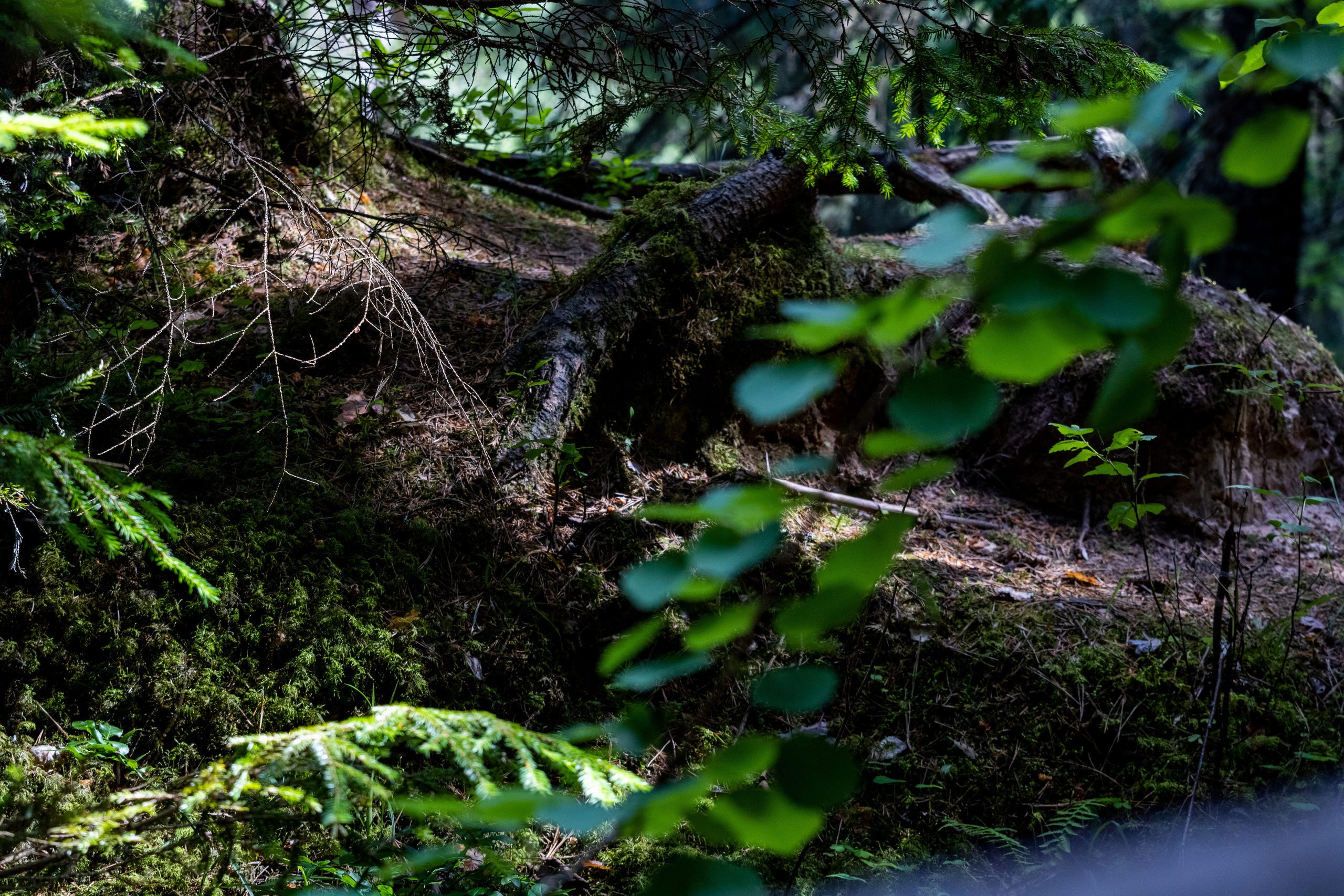 Peipsi järv (Taevaskoja). Nebula 25 — Fotod teie hingele