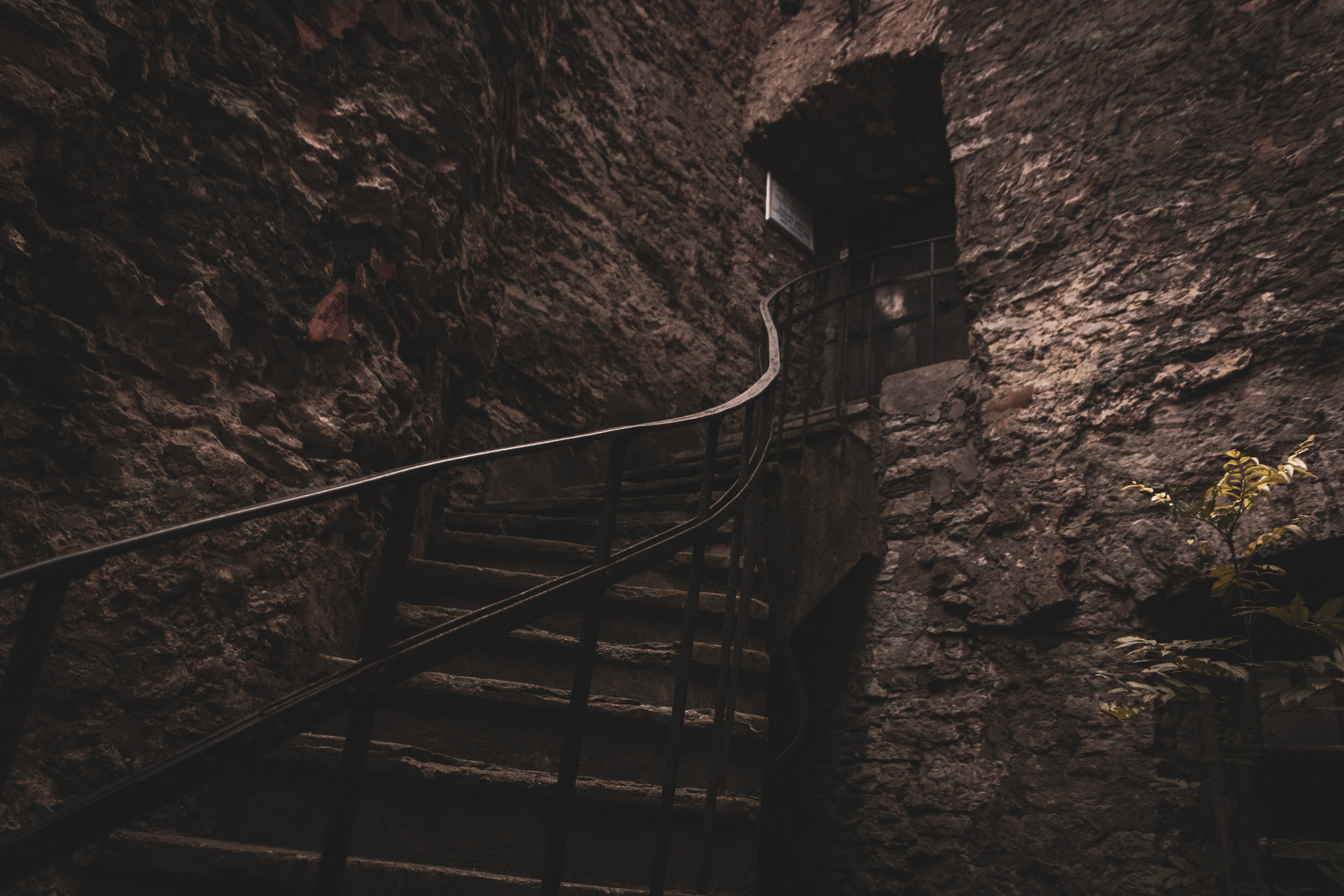 Päevalilled (Nika A.). Nebula 25 — Fotod teie hingele