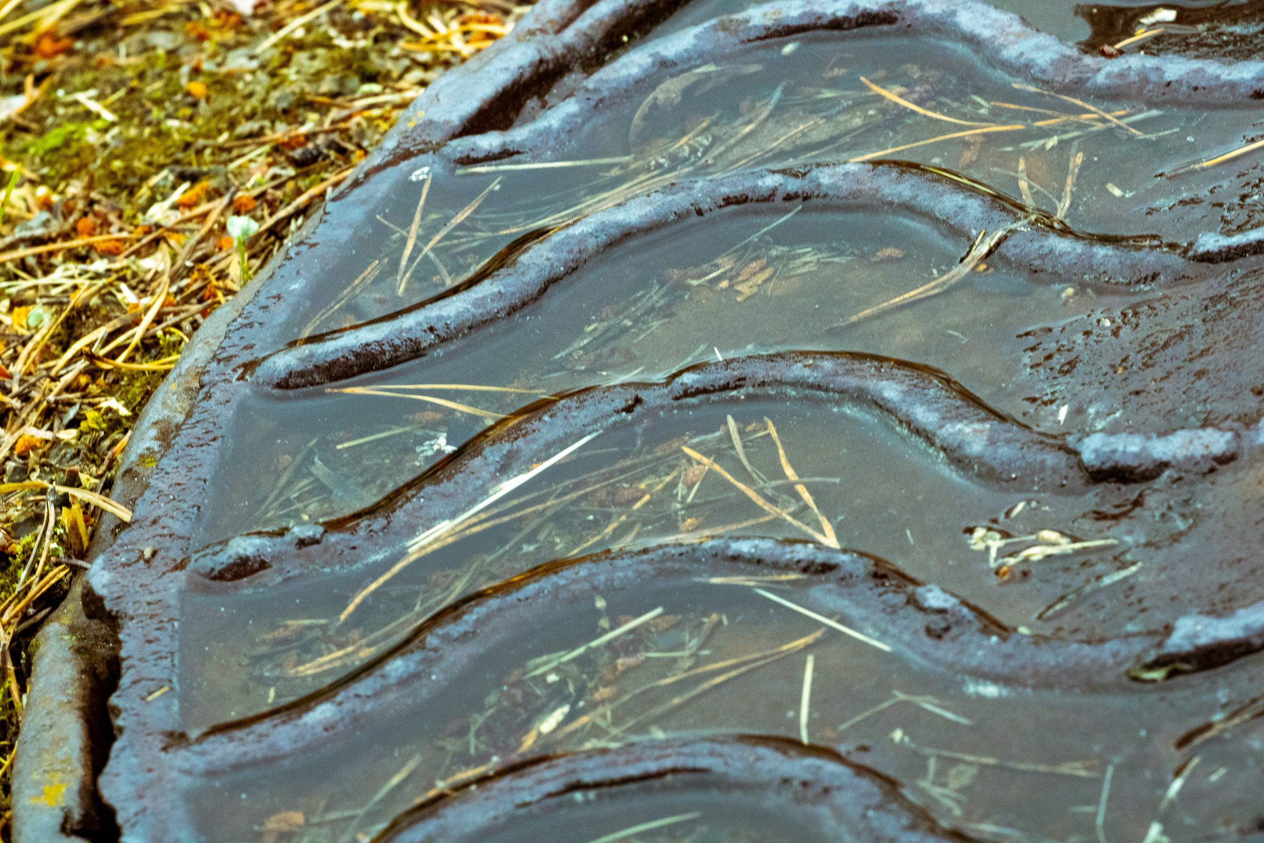 Peipsi järv (lilled). Nebula 25 — Fotod teie hingele