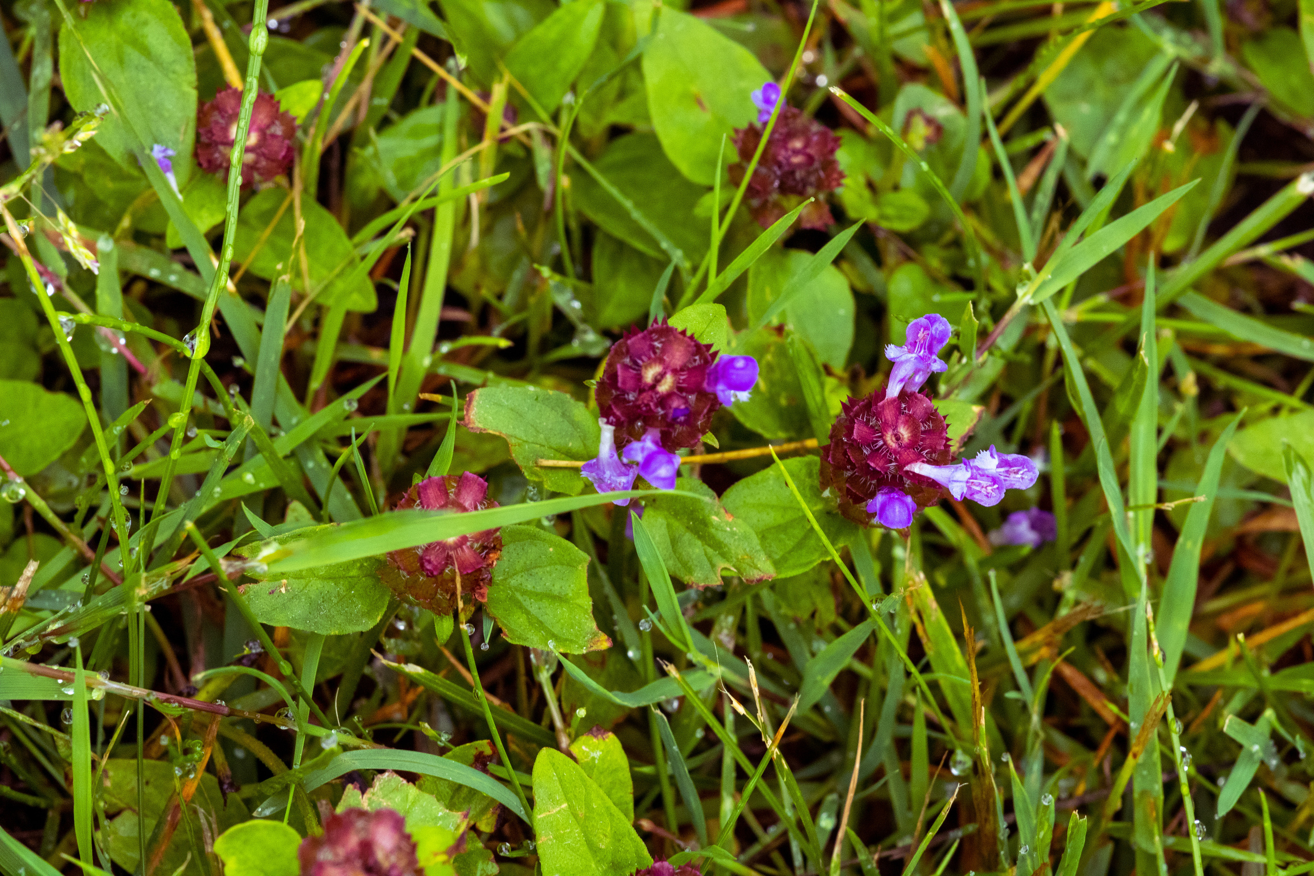 Peipsi järv (lilled). Nebula 25 — Fotod teie hingele