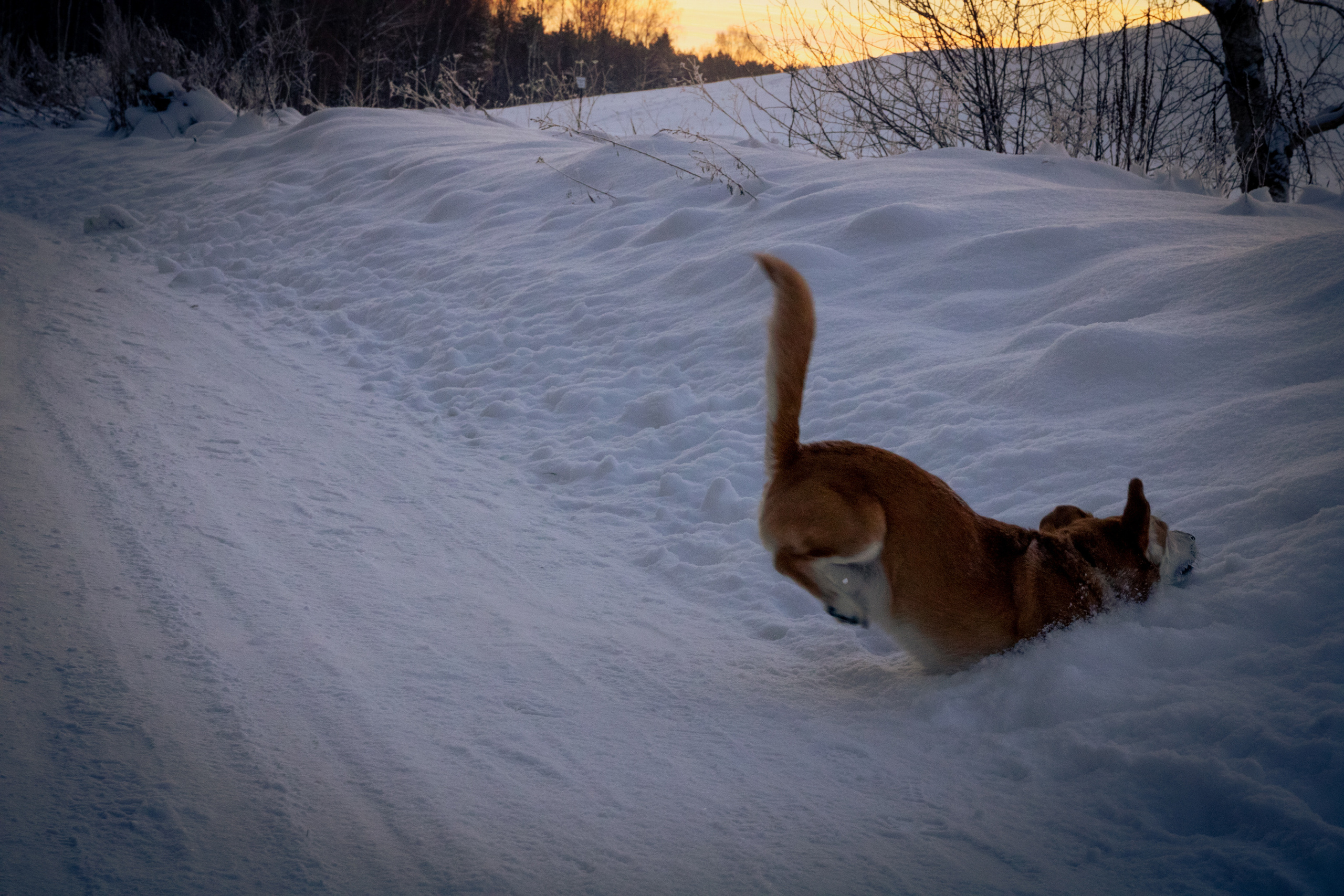 Talvine mets (2021 a.). Nebula 25 — Fotod teie hingele