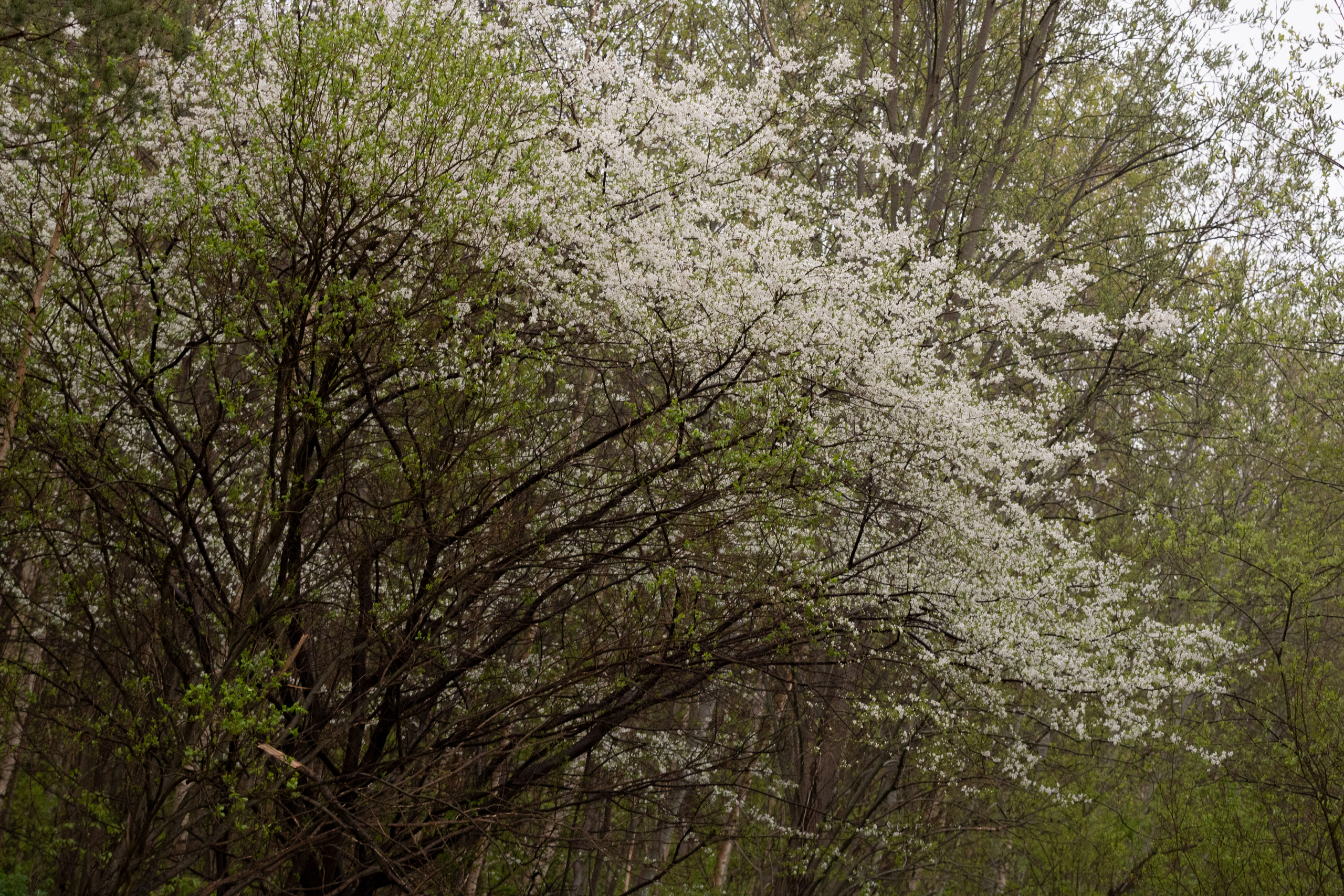 Möldre tee. Nebula 25 — Fotod teie hingele