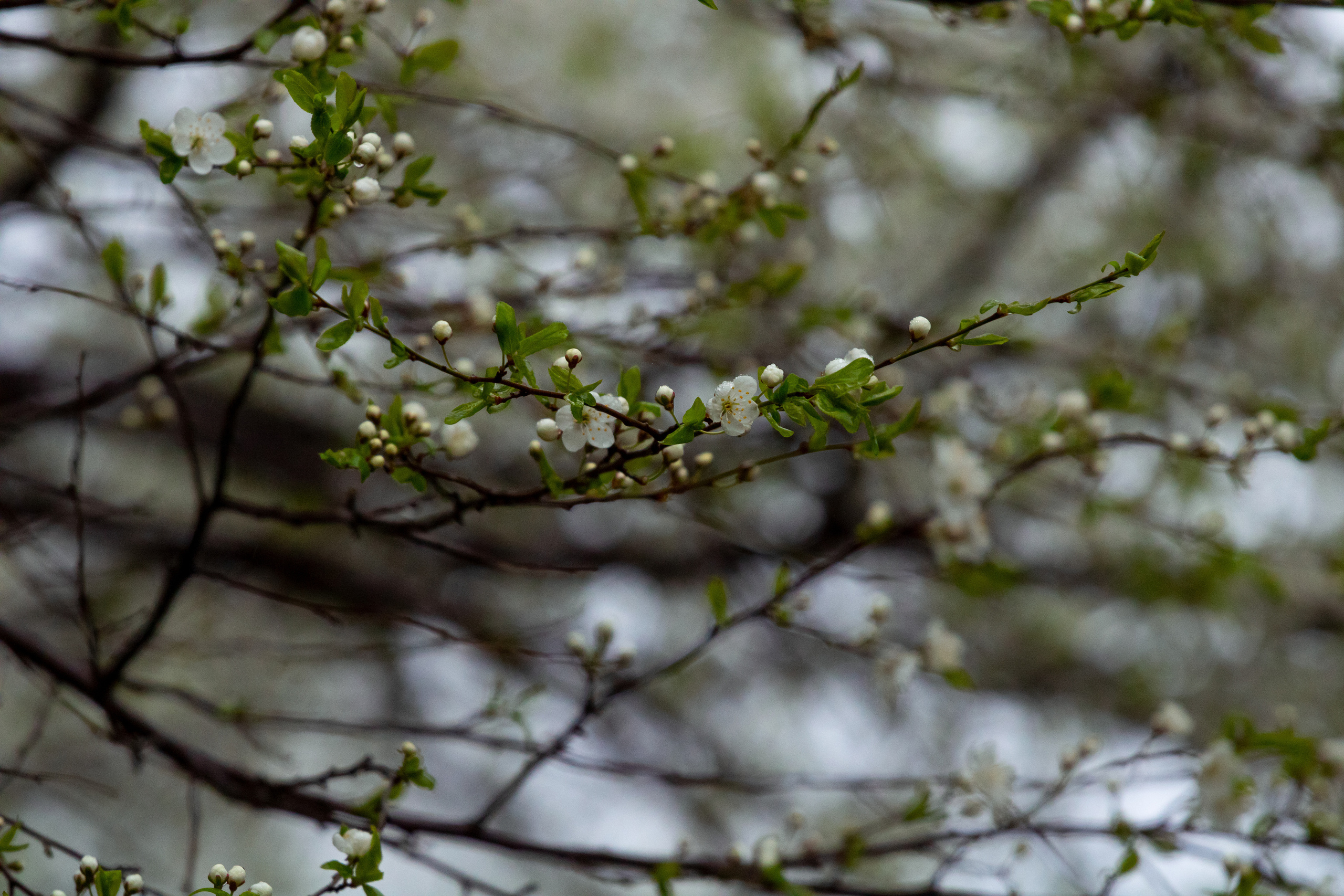 Möldre tee. Nebula 25 — Fotod teie hingele