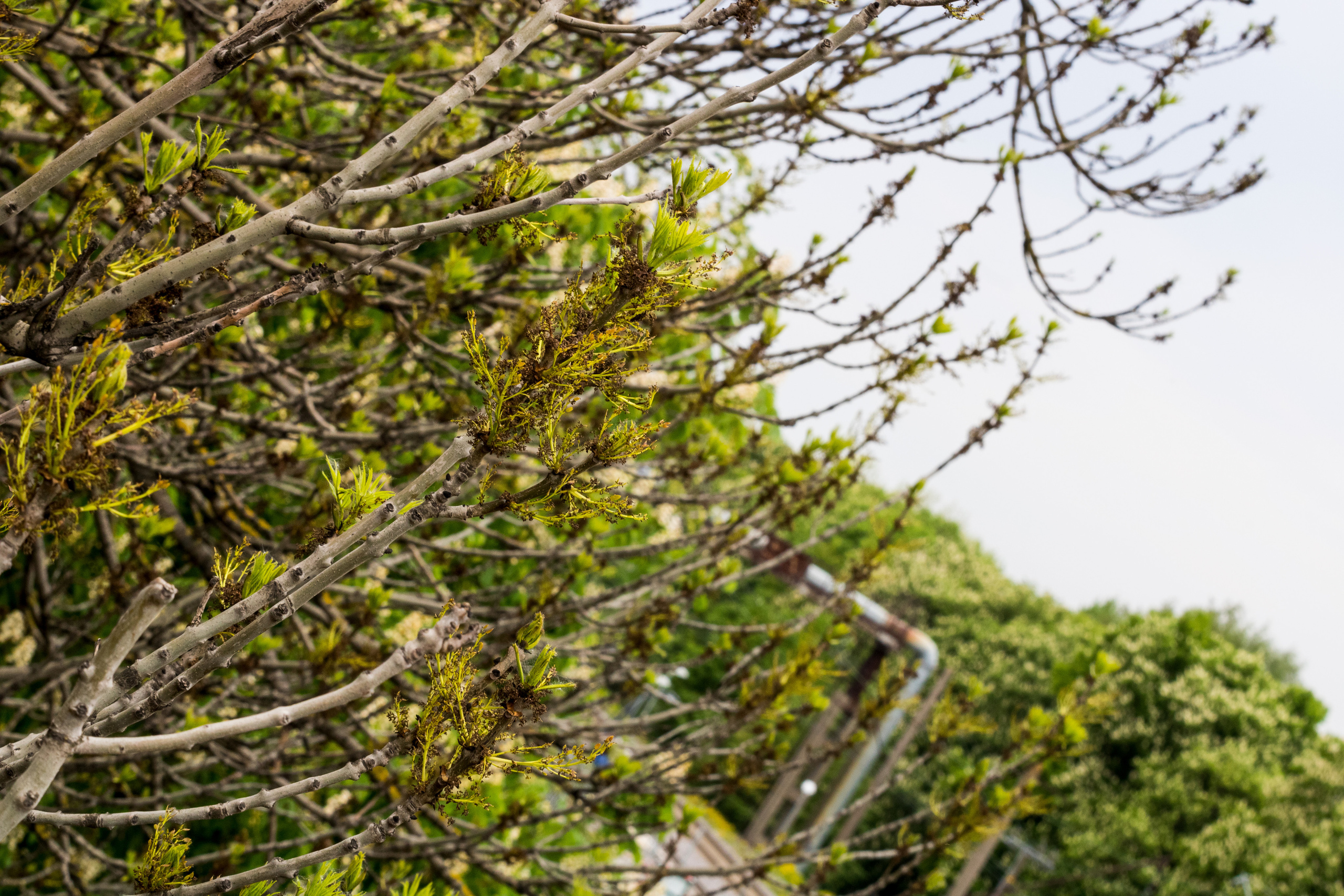 Viadukti ümbrus (2020 a.). Nebula 25 — Fotod teie hingele