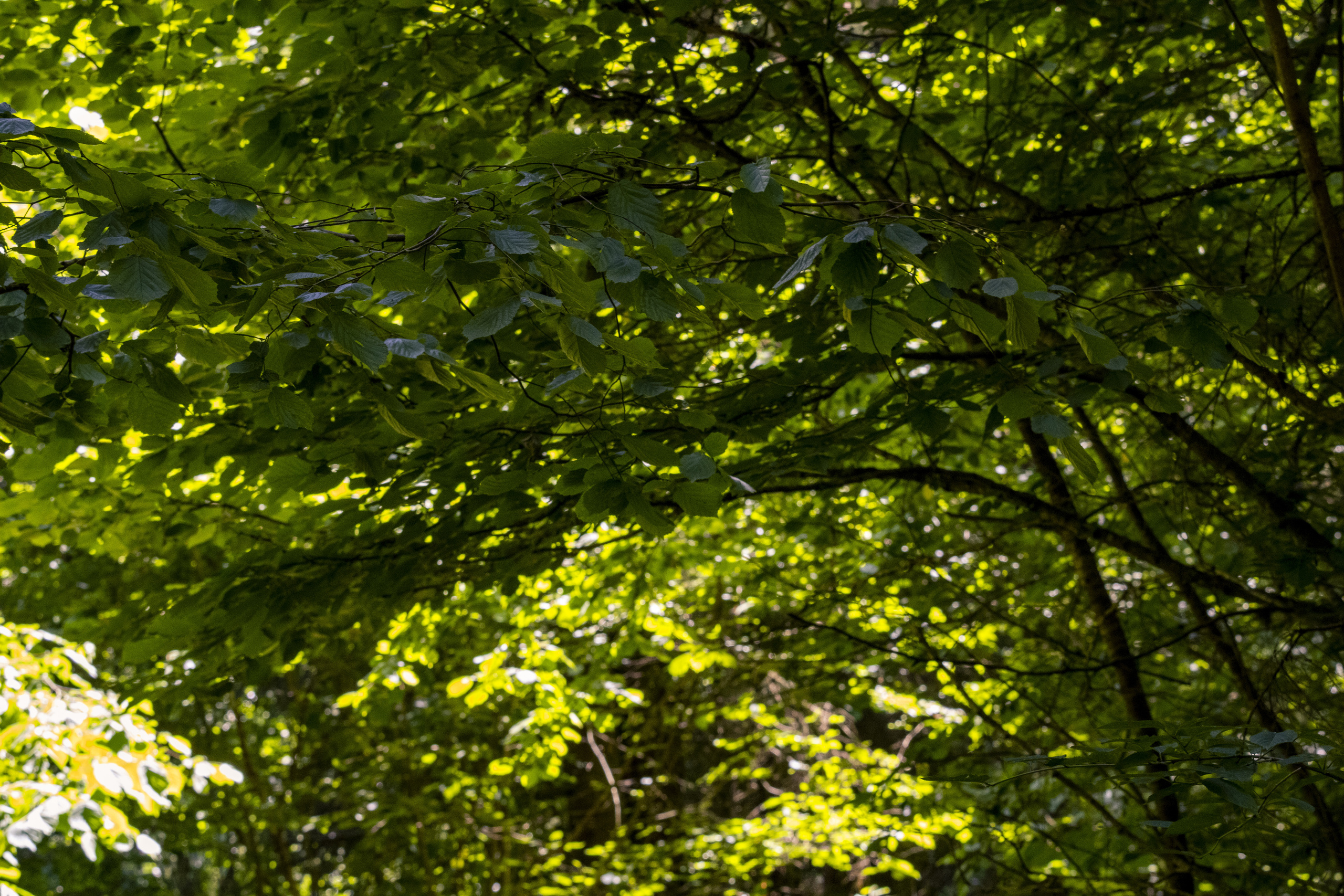Peipsi järv (Taevaskoja). Nebula 25 — Fotod teie hingele