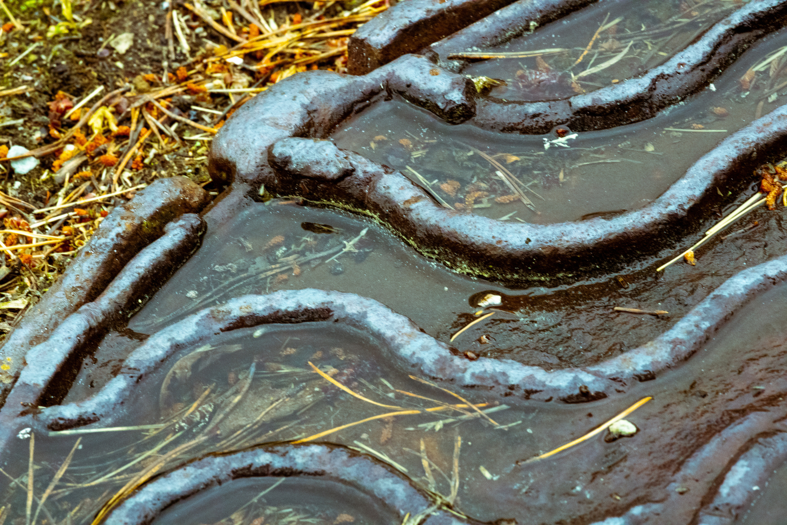 Peipsi järv (lilled). Nebula 25 — Fotod teie hingele