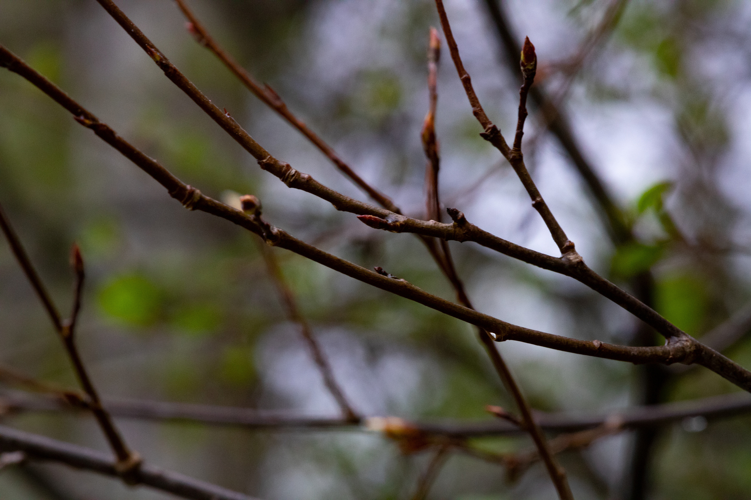 Möldre tee. Nebula 25 — Fotod teie hingele