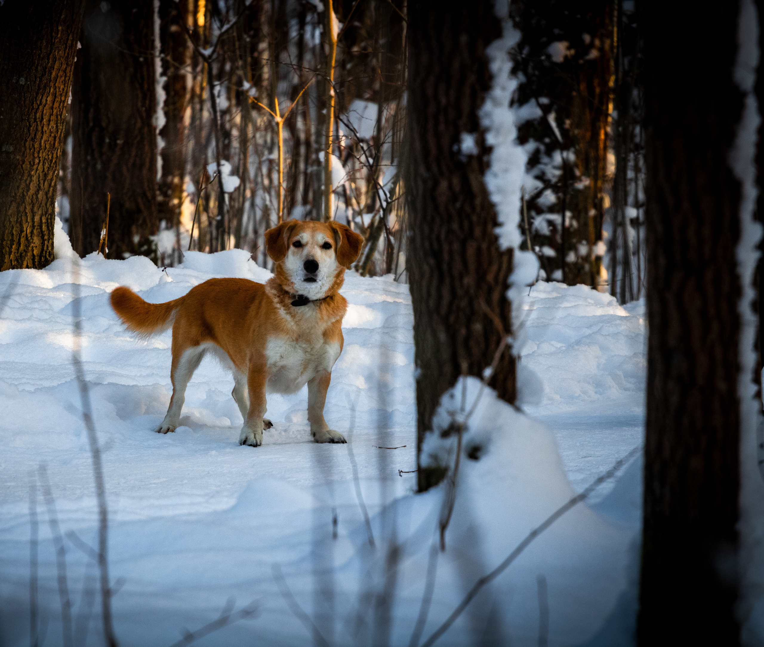 Talvine mets (2021 a.). Nebula 25 — Fotod teie hingele