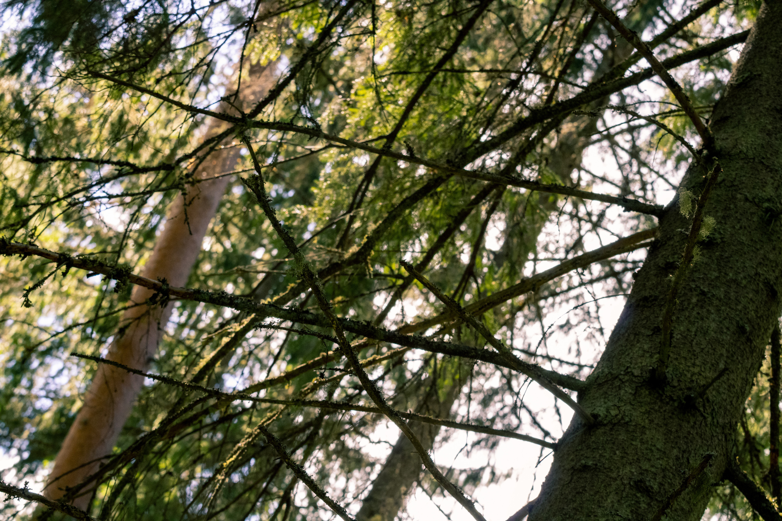 Peipsi järv (Taevaskoja). Nebula 25 — Fotod teie hingele