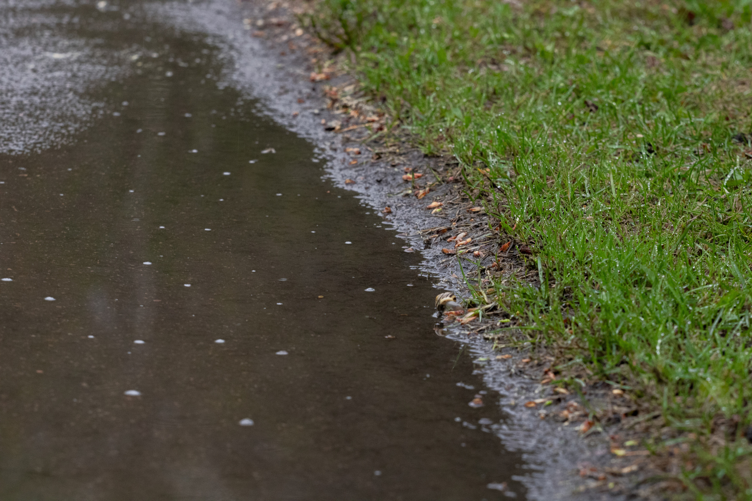 Möldre tee. Nebula 25 — Fotod teie hingele