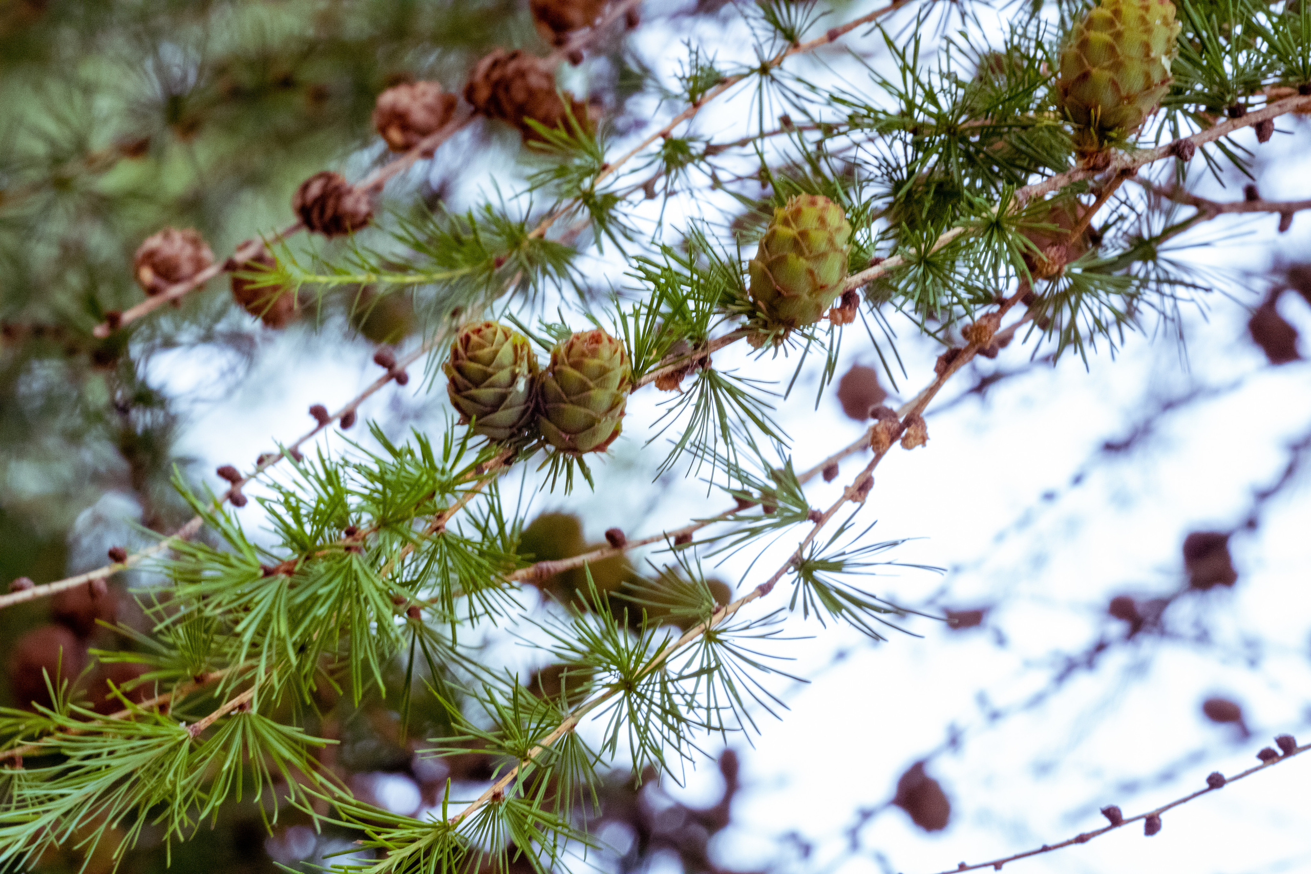 Peipsi järv (lilled). Nebula 25 — Fotod teie hingele