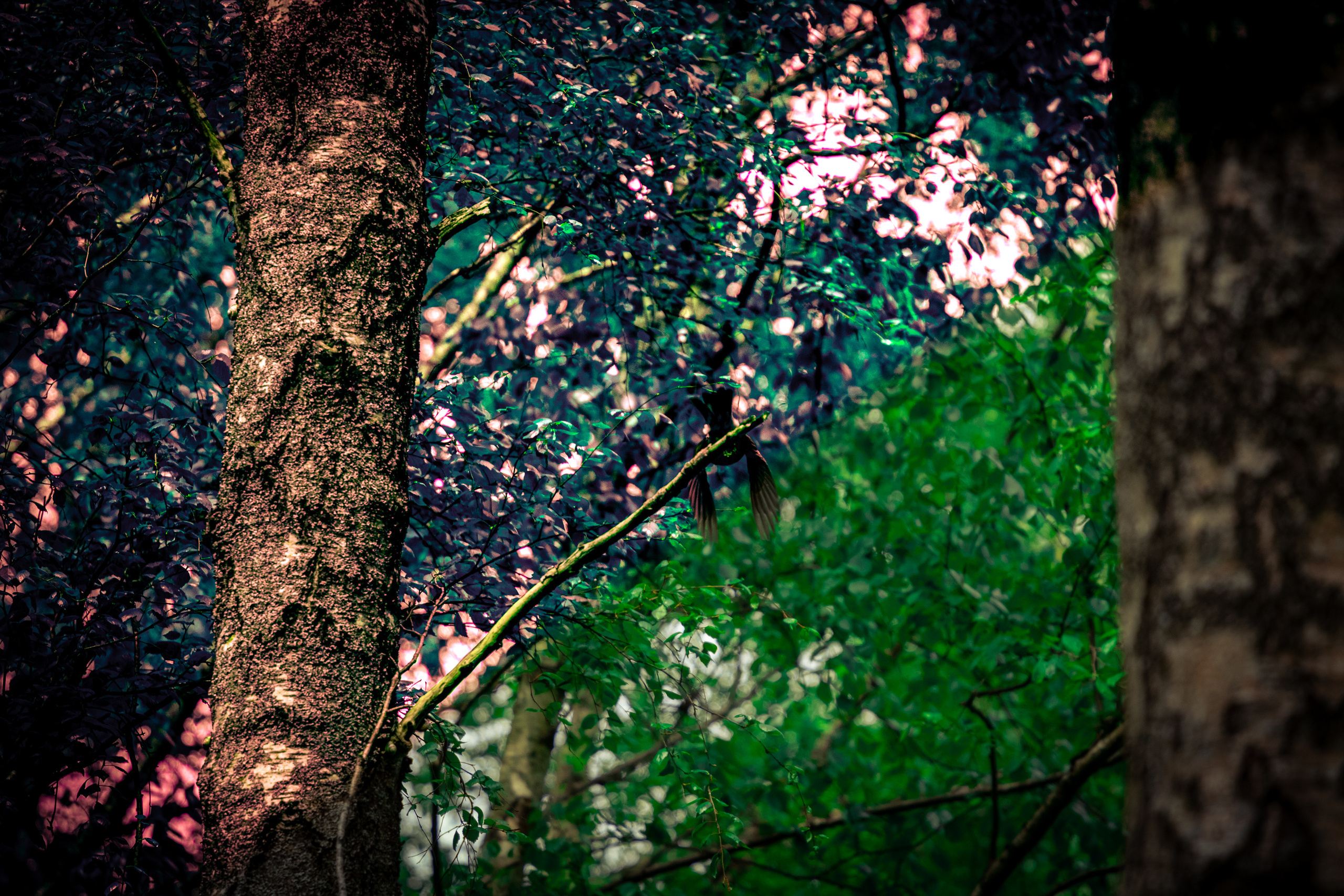 Värvide ja lillede ilu. Nebula 25 — Fotod teie hingele