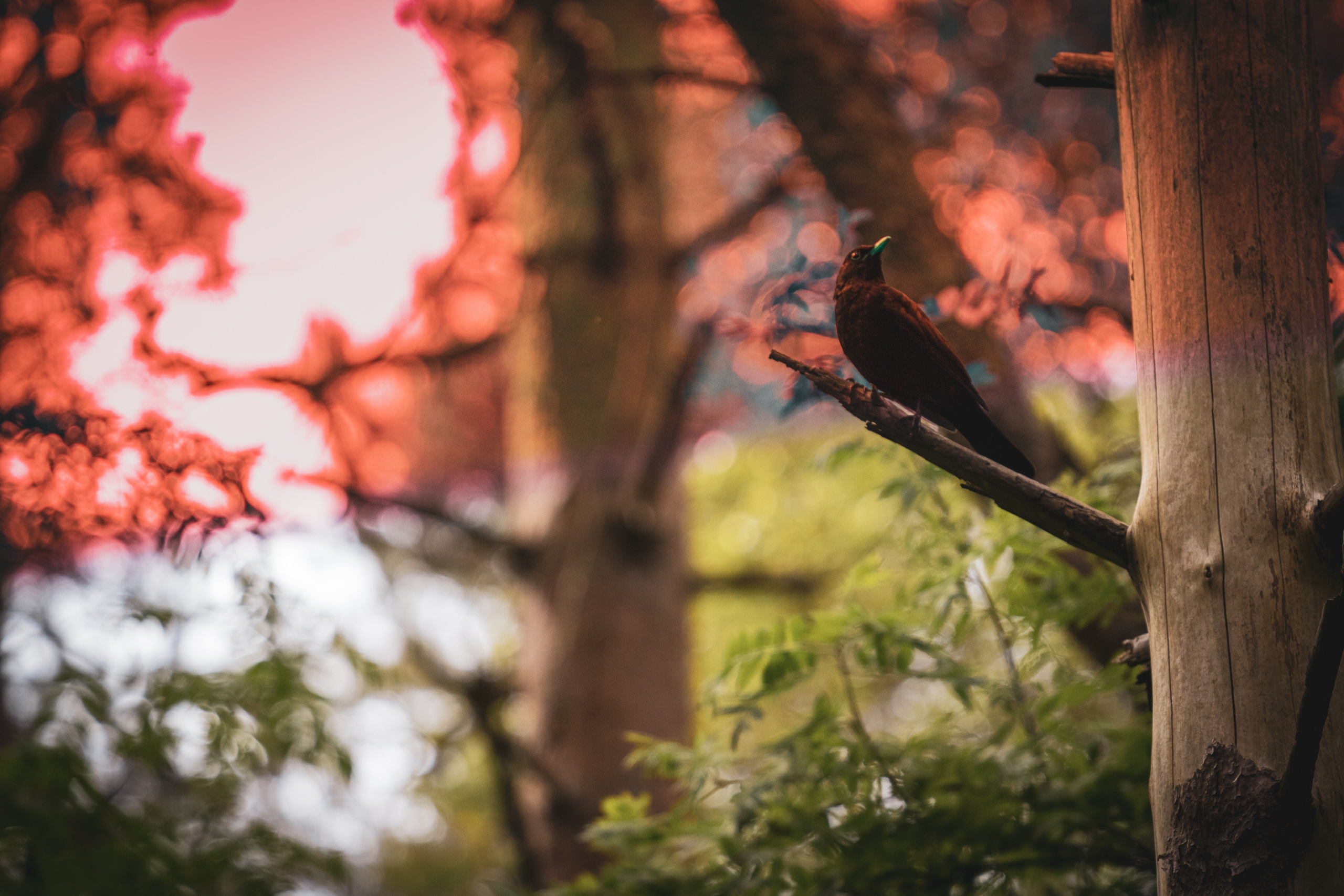 Värvide ja lillede ilu. Nebula 25 — Fotod teie hingele