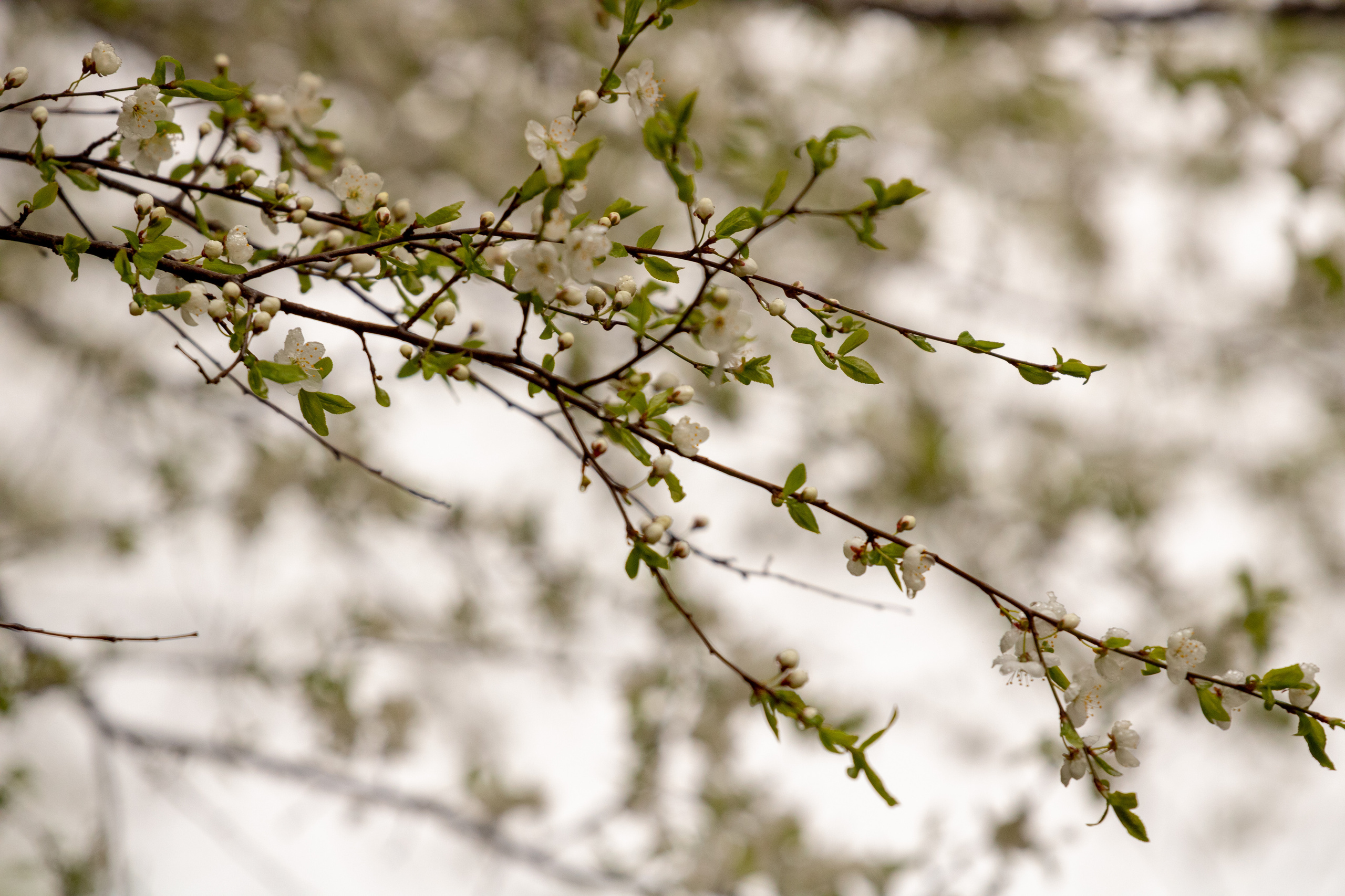 Möldre tee. Nebula 25 — Fotod teie hingele