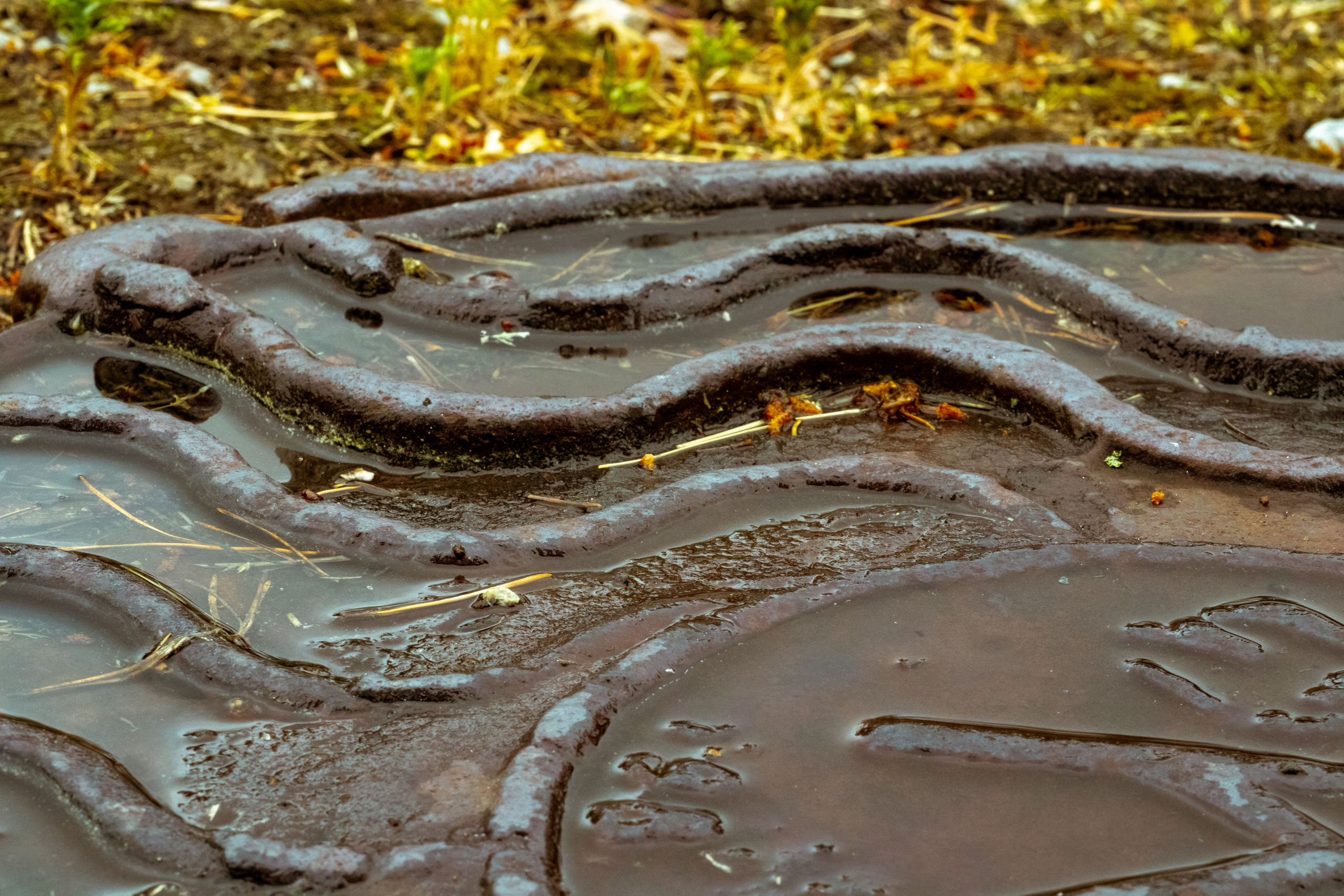 Peipsi järv (lilled). Nebula 25 — Fotod teie hingele