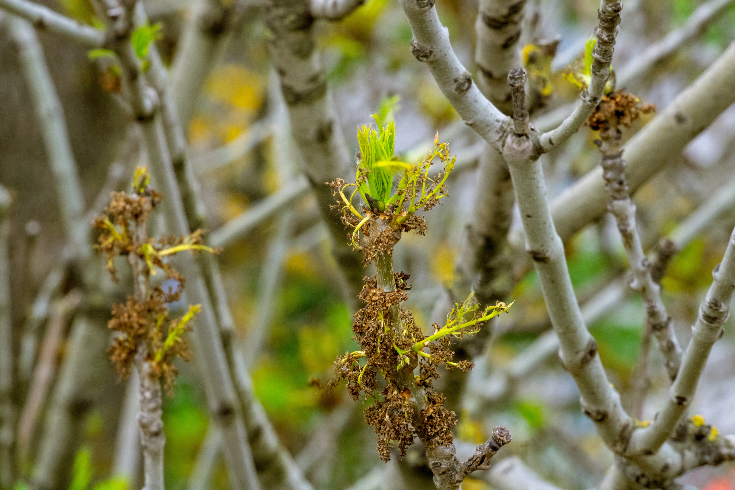 Viadukti ümbrus (2020 a.). Nebula 25 — Fotod teie hingele