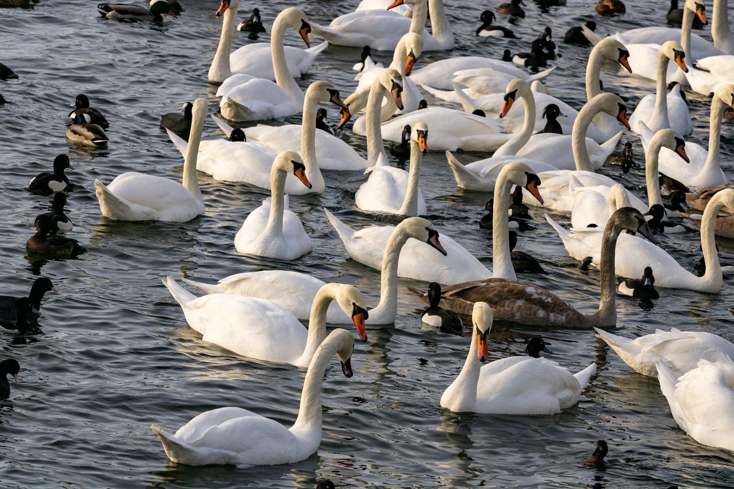 Rootsi reis. Nebula 25 — Fotod teie hingele