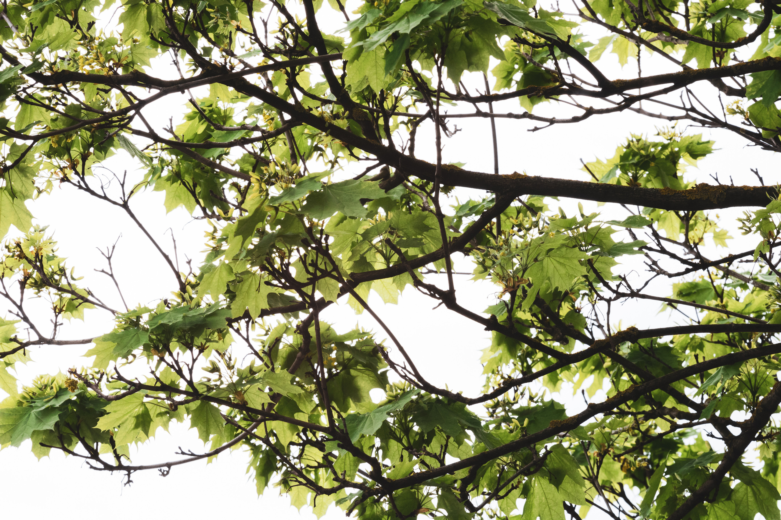 Viadukti ümbrus (2020 a.). Nebula 25 — Fotod teie hingele