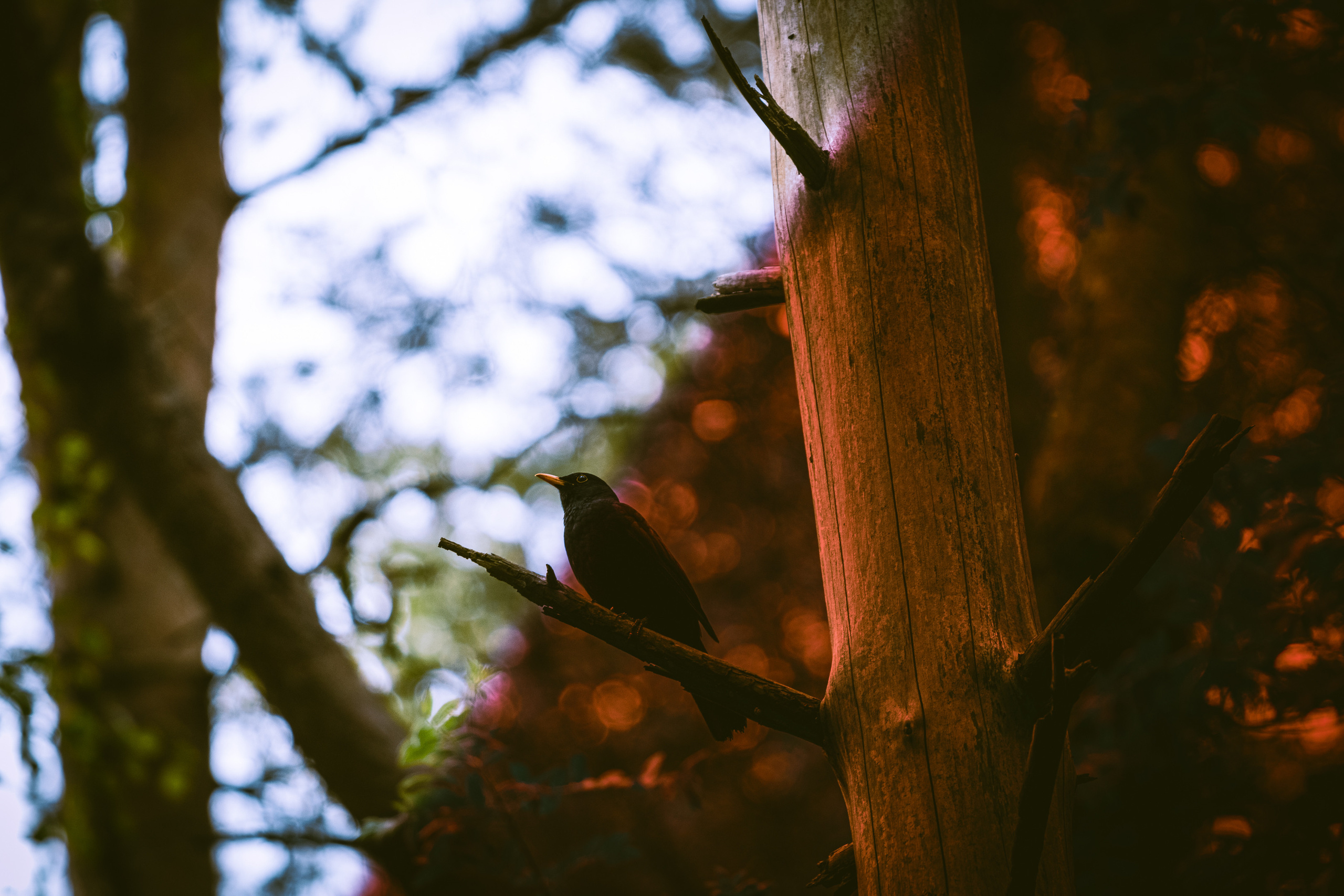 Värvide ja lillede ilu. Nebula 25 — Fotod teie hingele