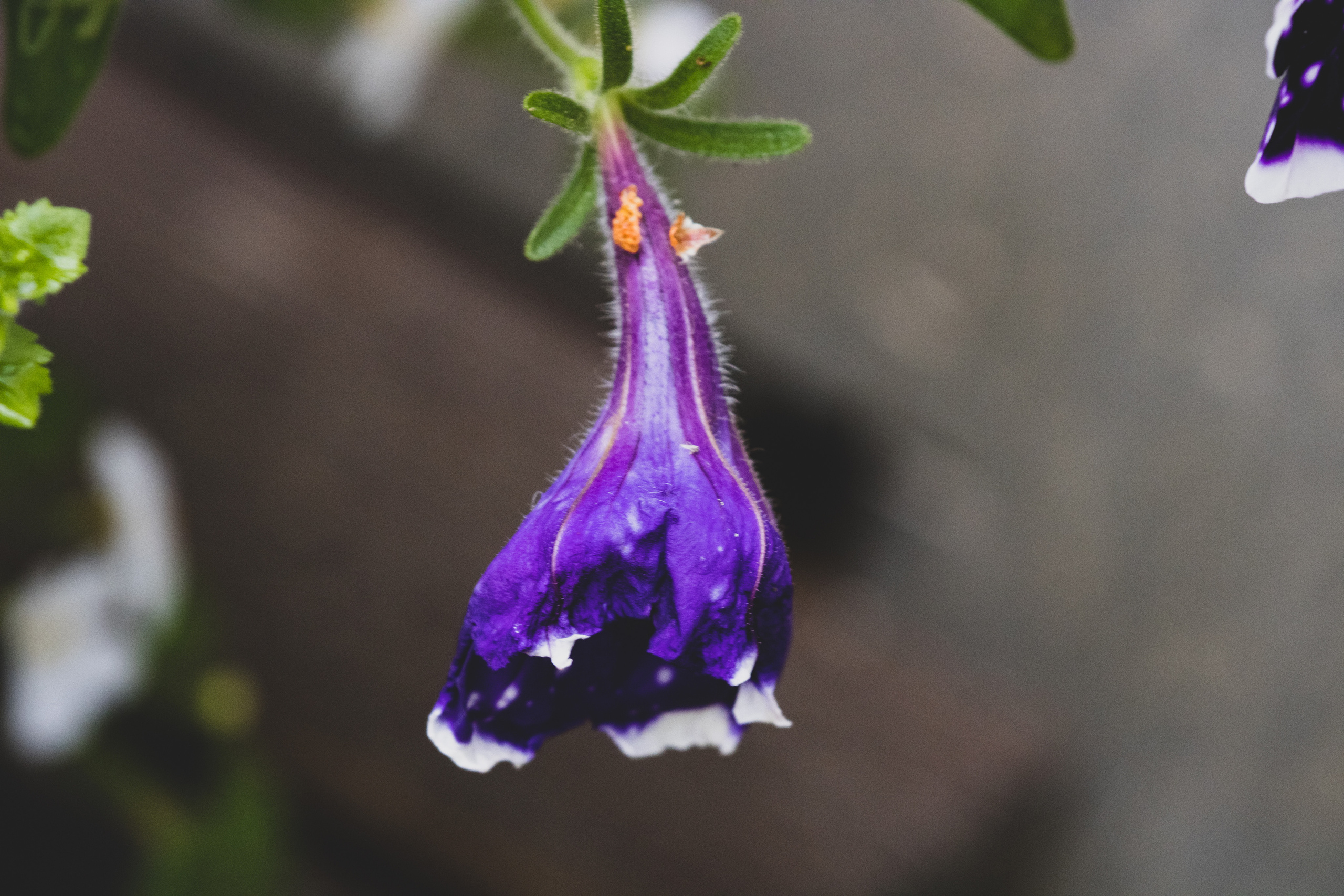 Peipsi järv (lilled). Nebula 25 — Fotod teie hingele
