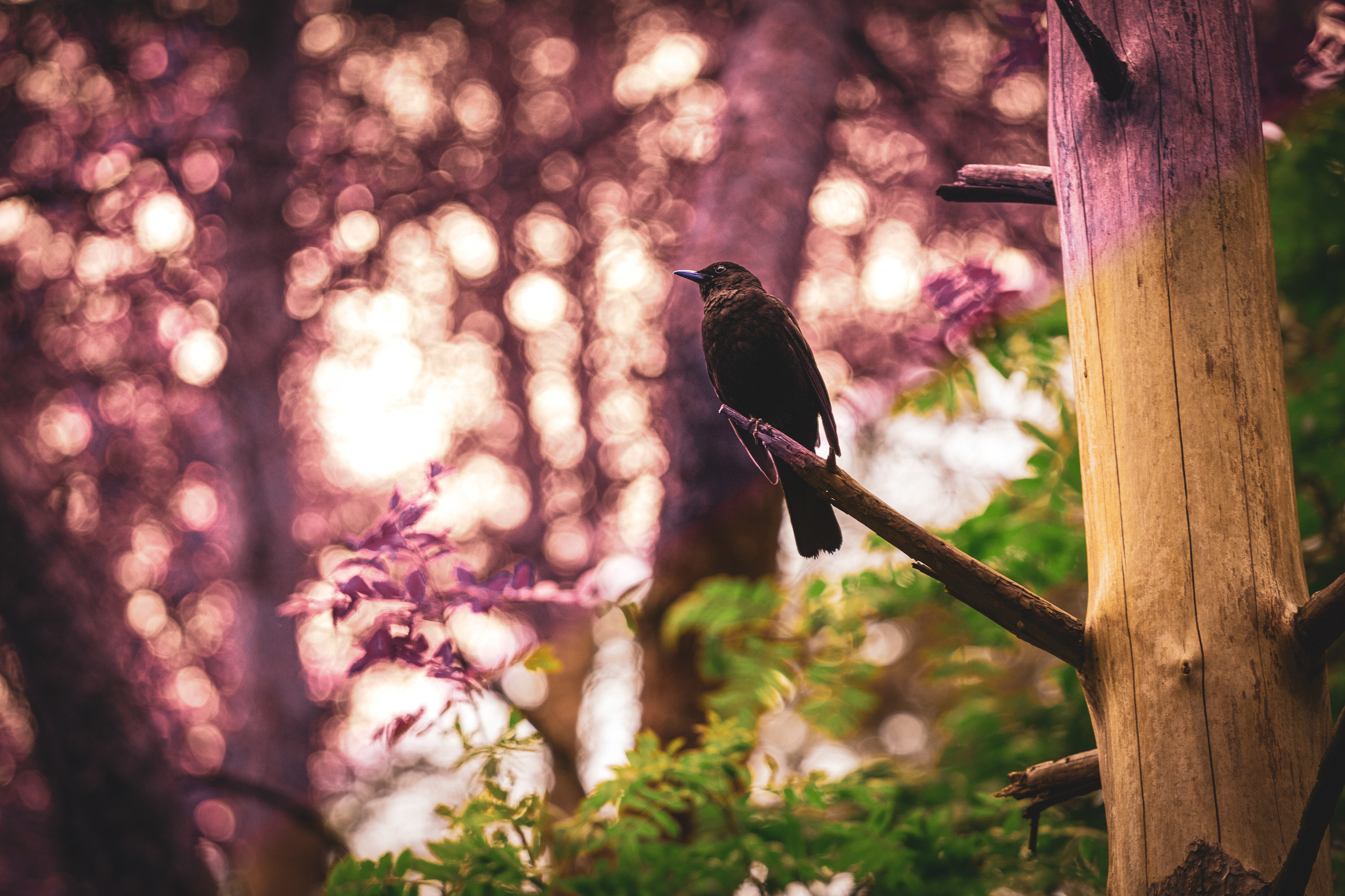 Värvide ja lillede ilu