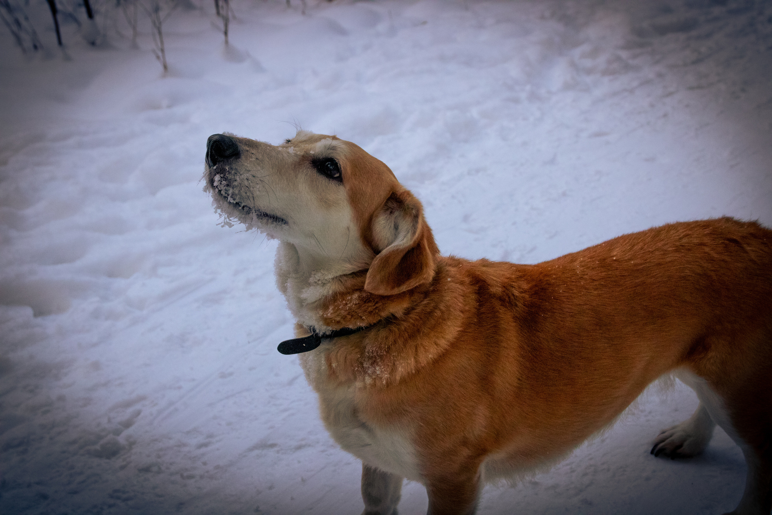 Talvine mets (2021 a.). Nebula 25 — Fotod teie hingele