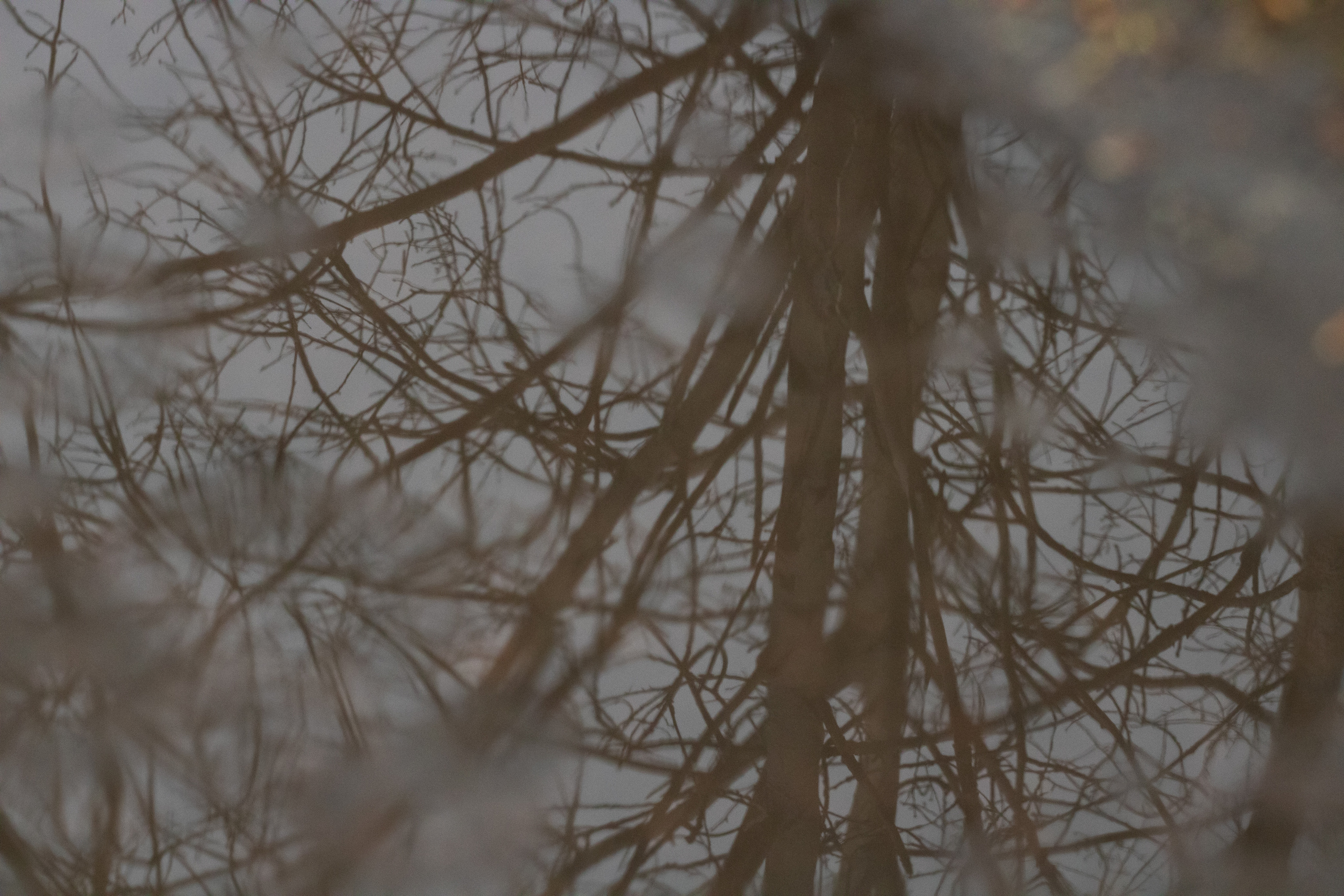 Möldre tee. Nebula 25 — Fotod teie hingele