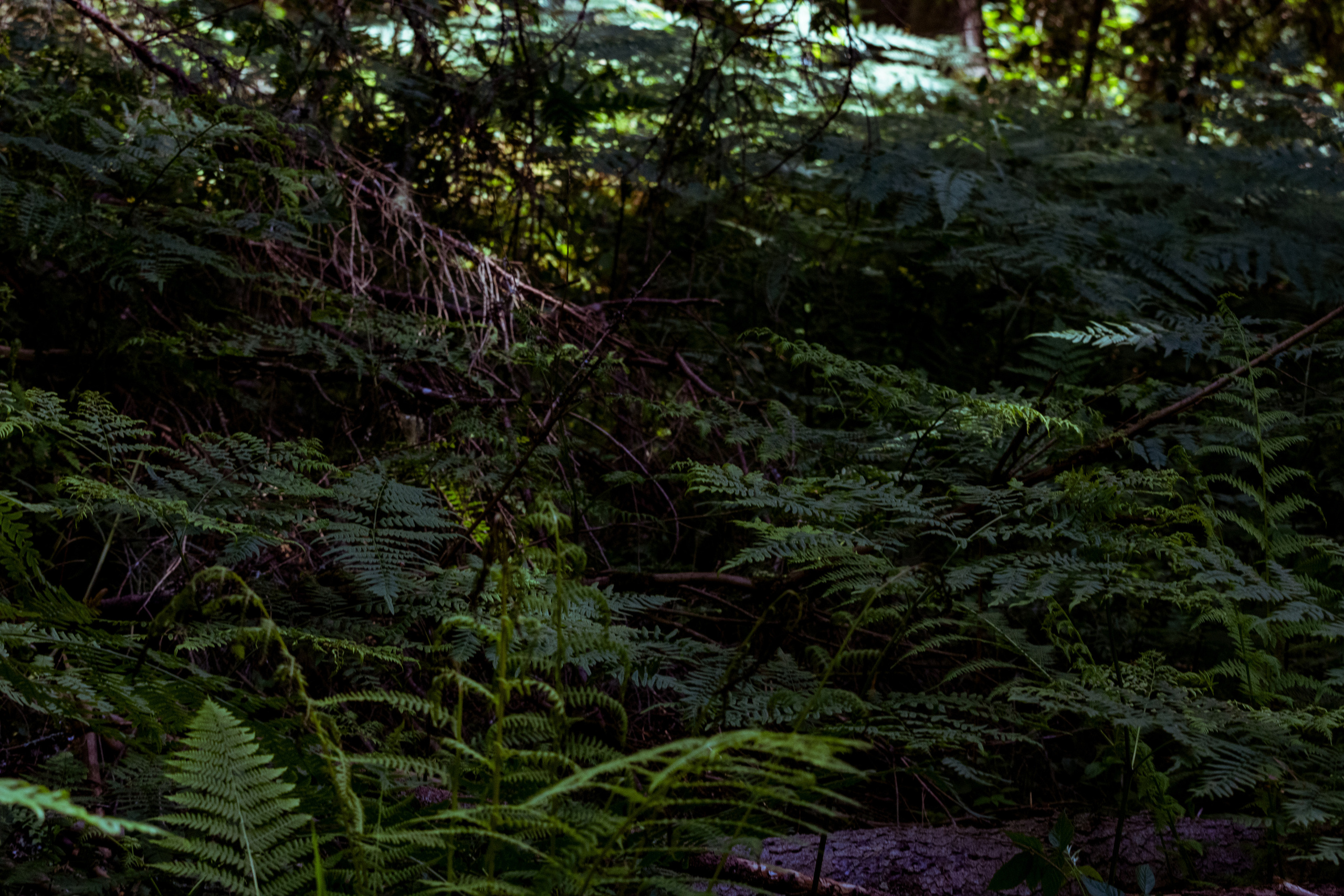 Peipsi järv (Taevaskoja). Nebula 25 — Fotod teie hingele