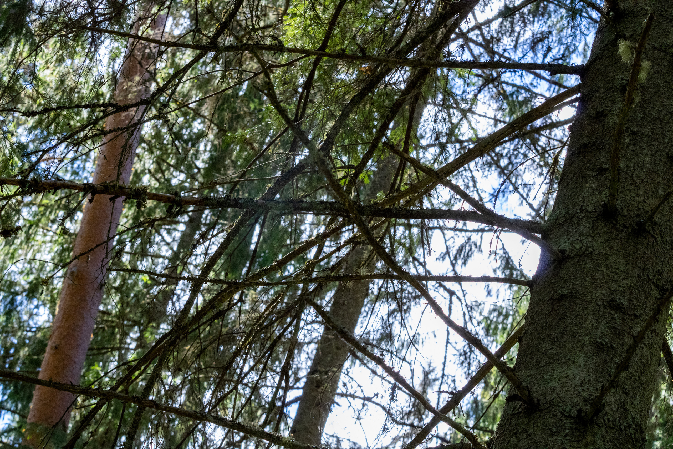 Peipsi järv (Taevaskoja). Nebula 25 — Fotod teie hingele