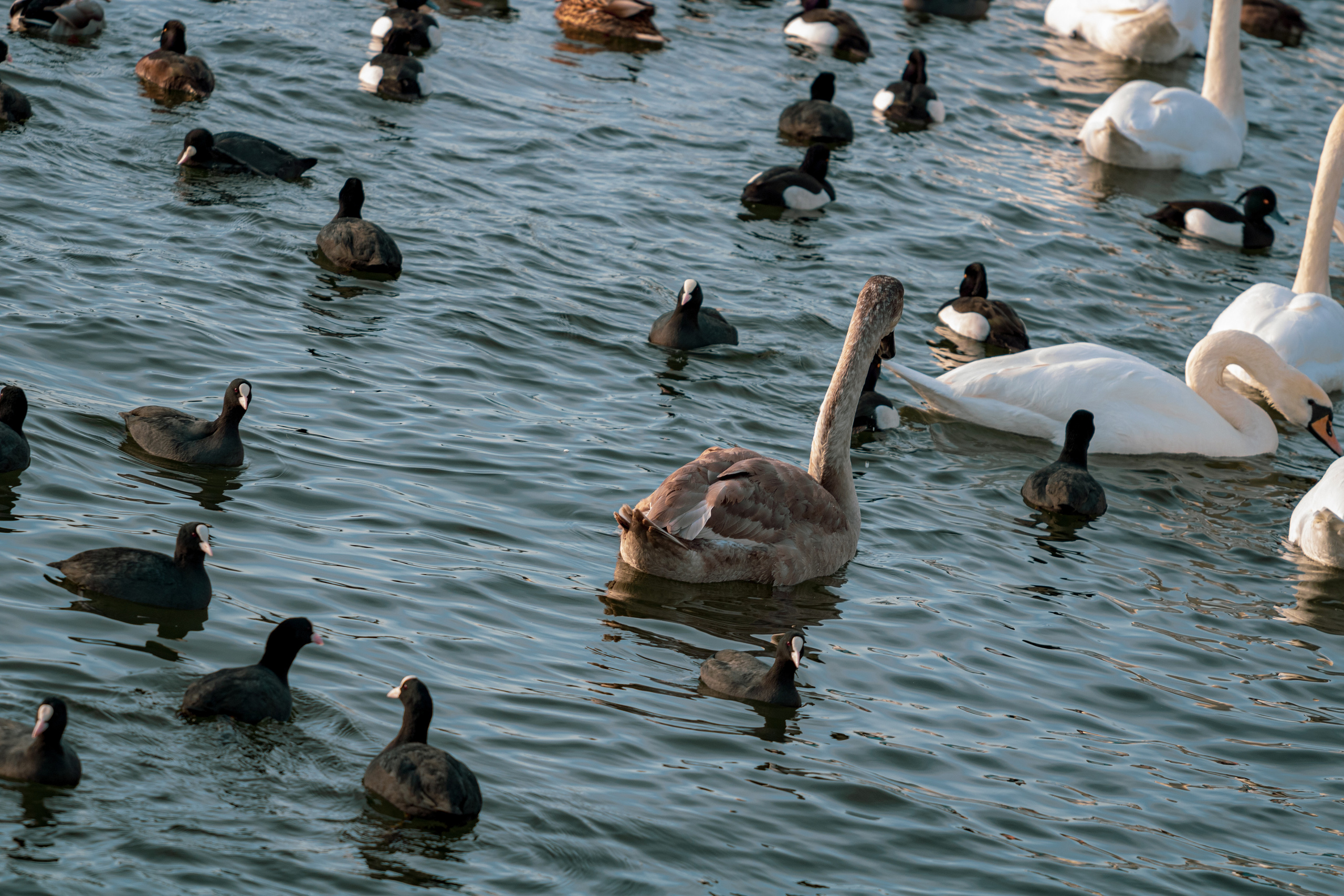 Rootsi reis. Nebula 25 — Fotod teie hingele