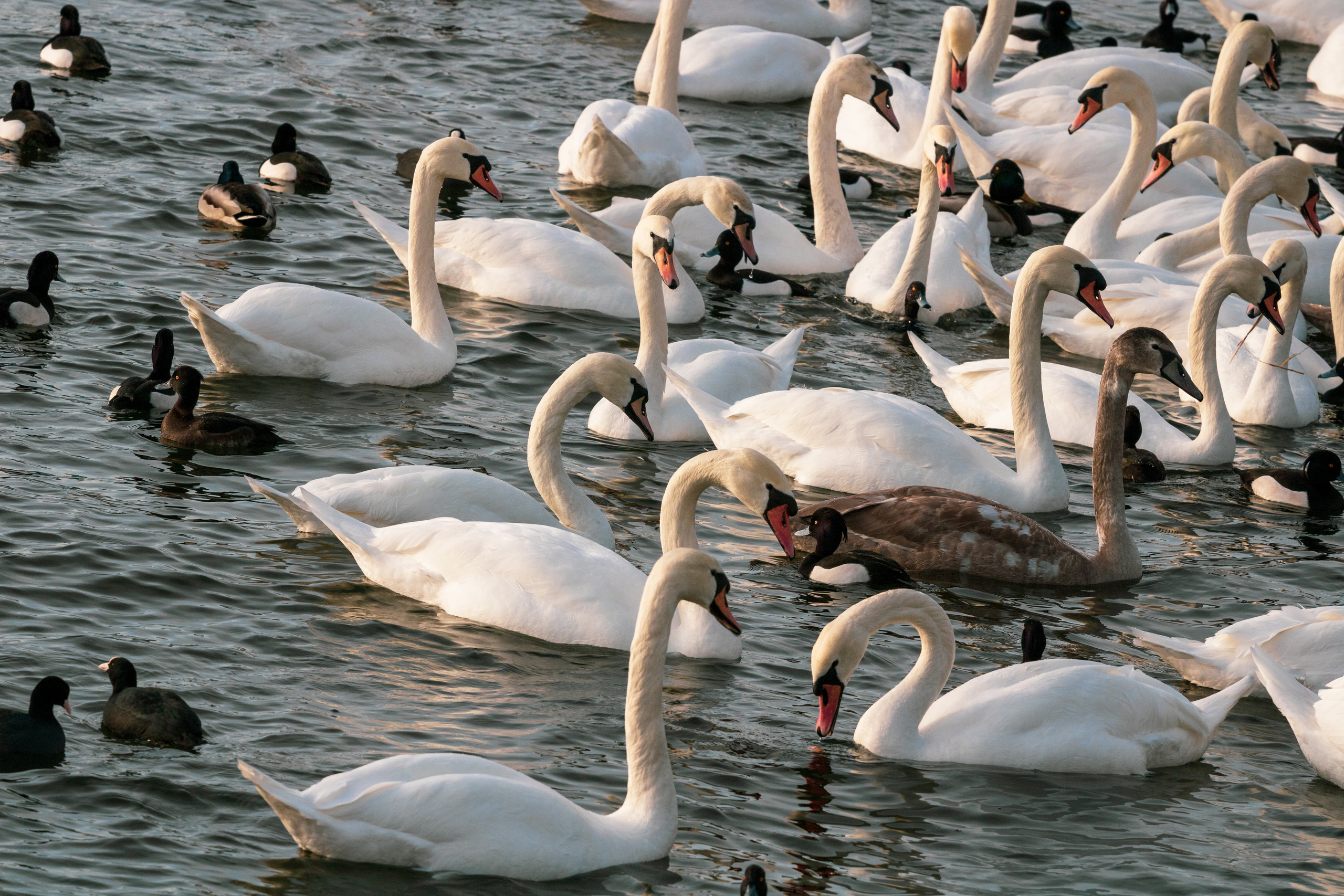 Rootsi reis. Nebula 25 — Fotod teie hingele