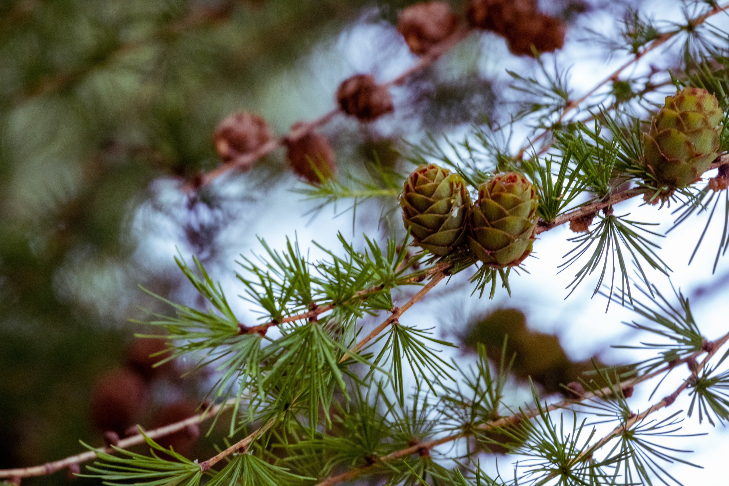 Peipsi järv (lilled). Nebula 25 — Fotod teie hingele