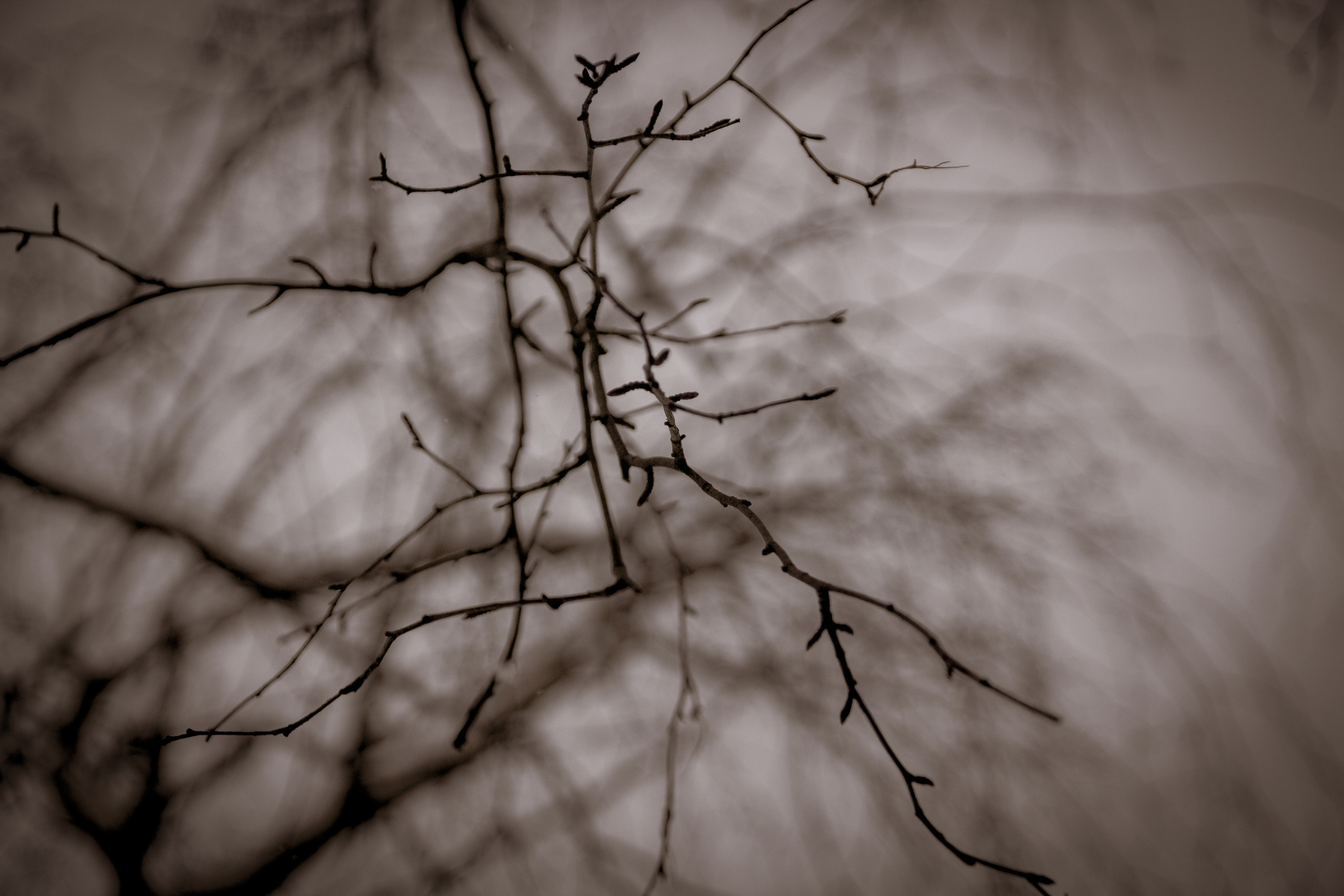 Talvine mets (2021 a.). Nebula 25 — Fotod teie hingele