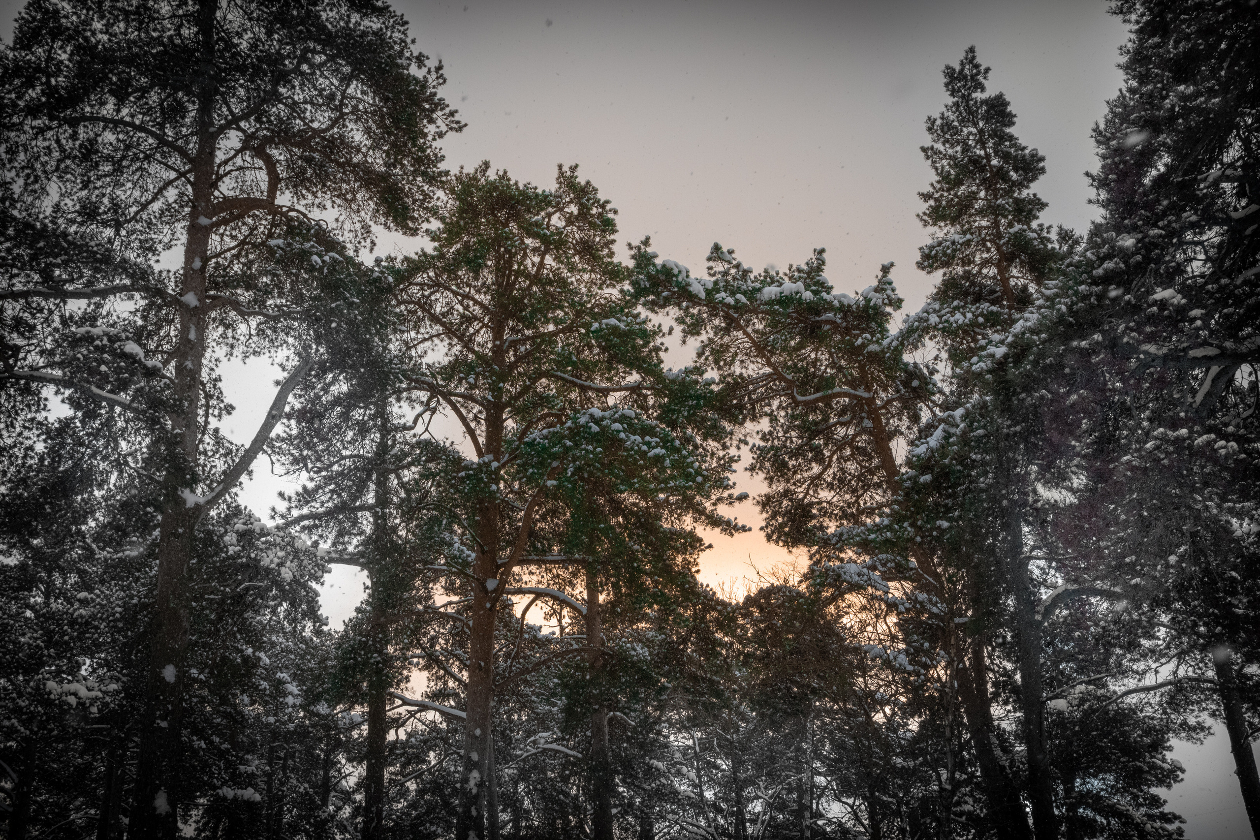 Talvine mets (2021 a.). Nebula 25 — Fotod teie hingele