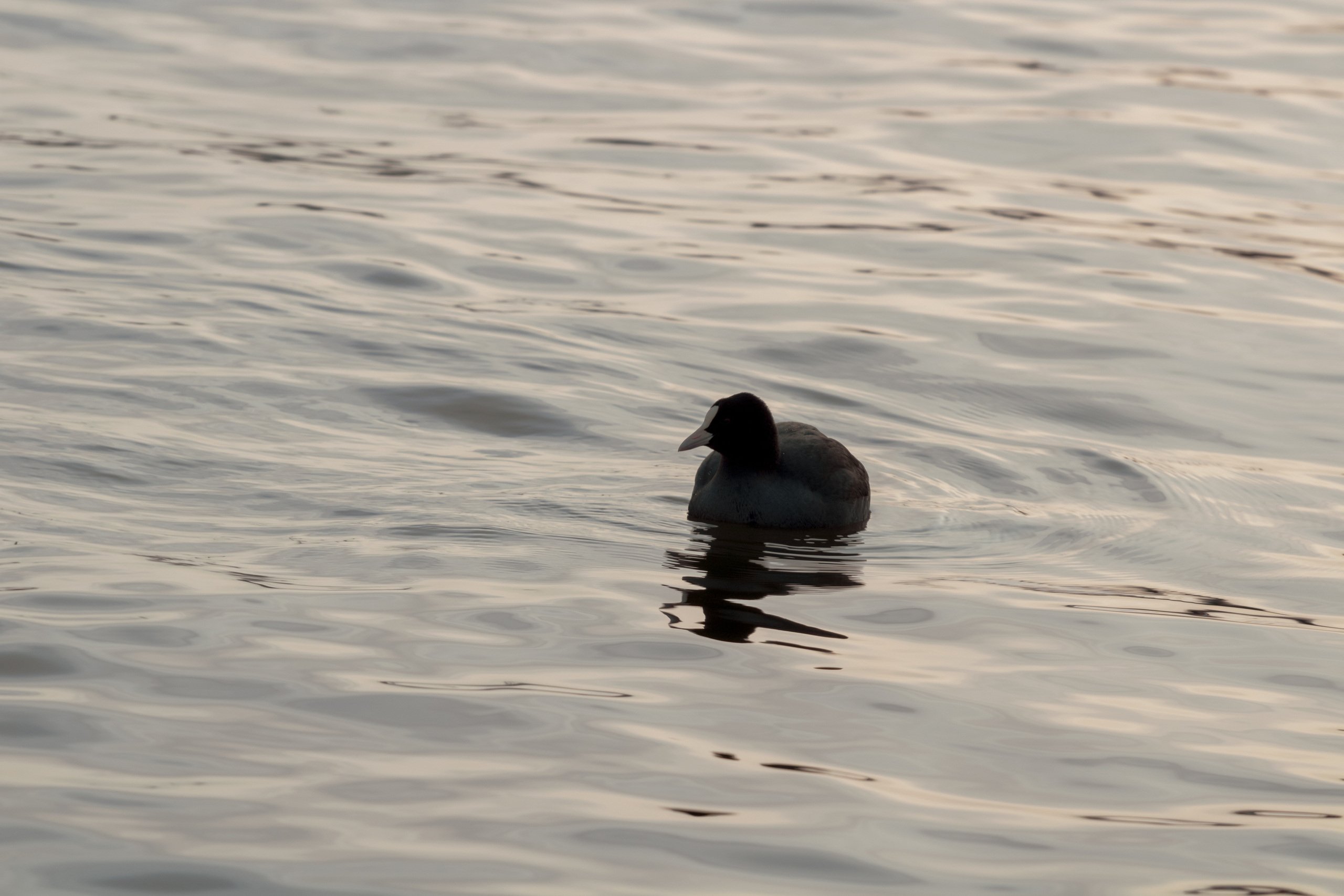 Rootsi reis. Nebula 25 — Fotod teie hingele