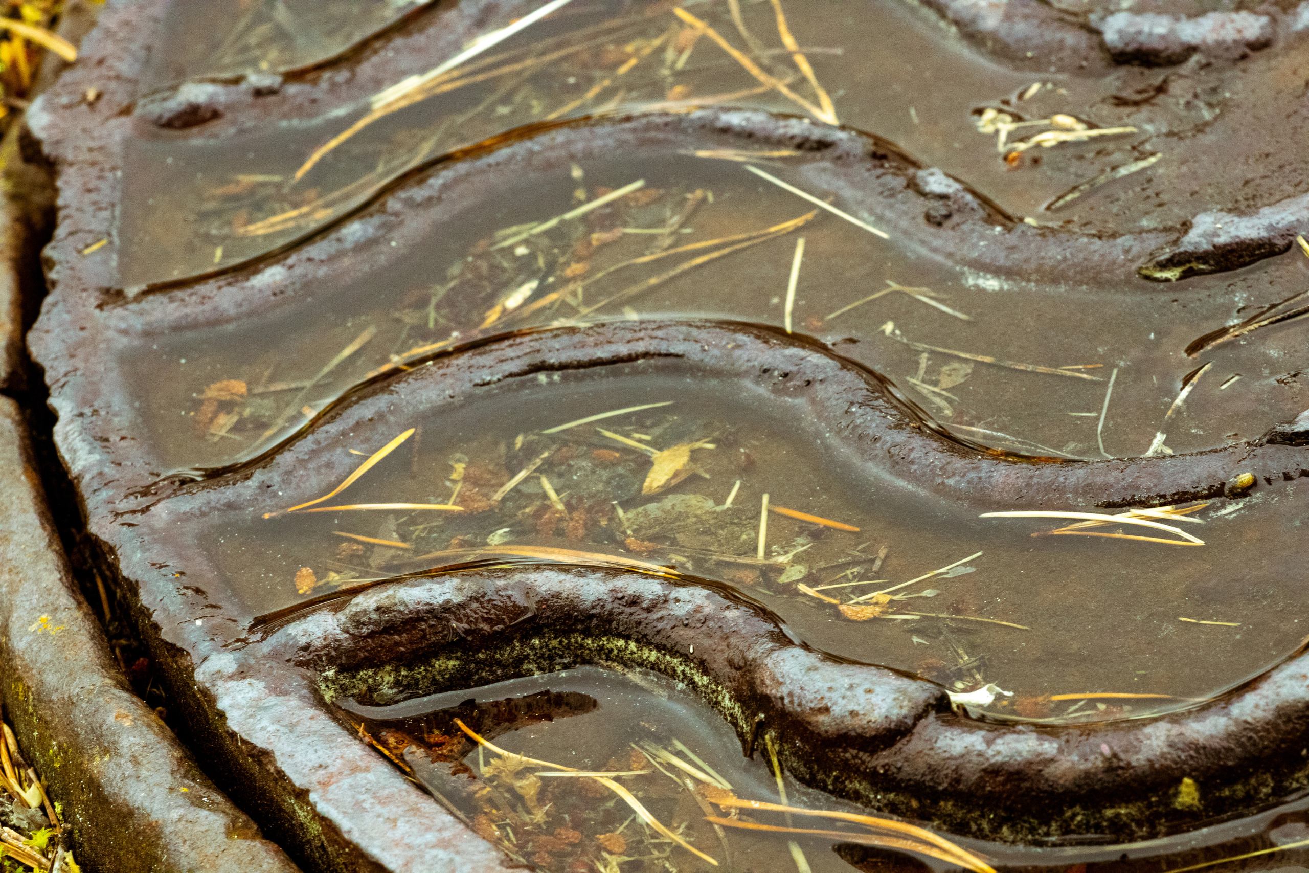 Peipsi järv (lilled). Nebula 25 — Fotod teie hingele