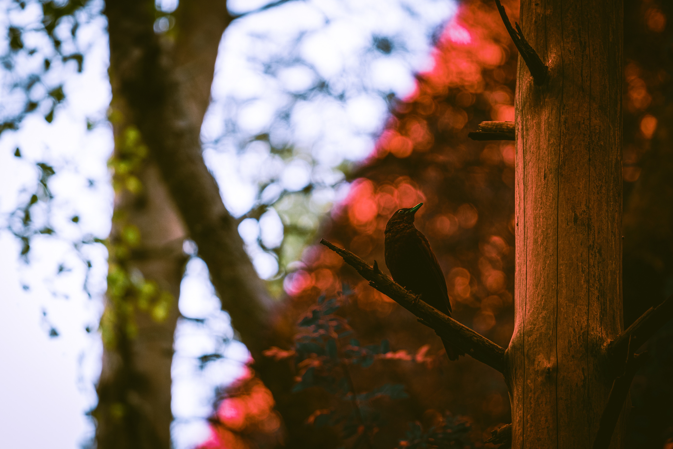 Värvide ja lillede ilu. Nebula 25 — Fotod teie hingele