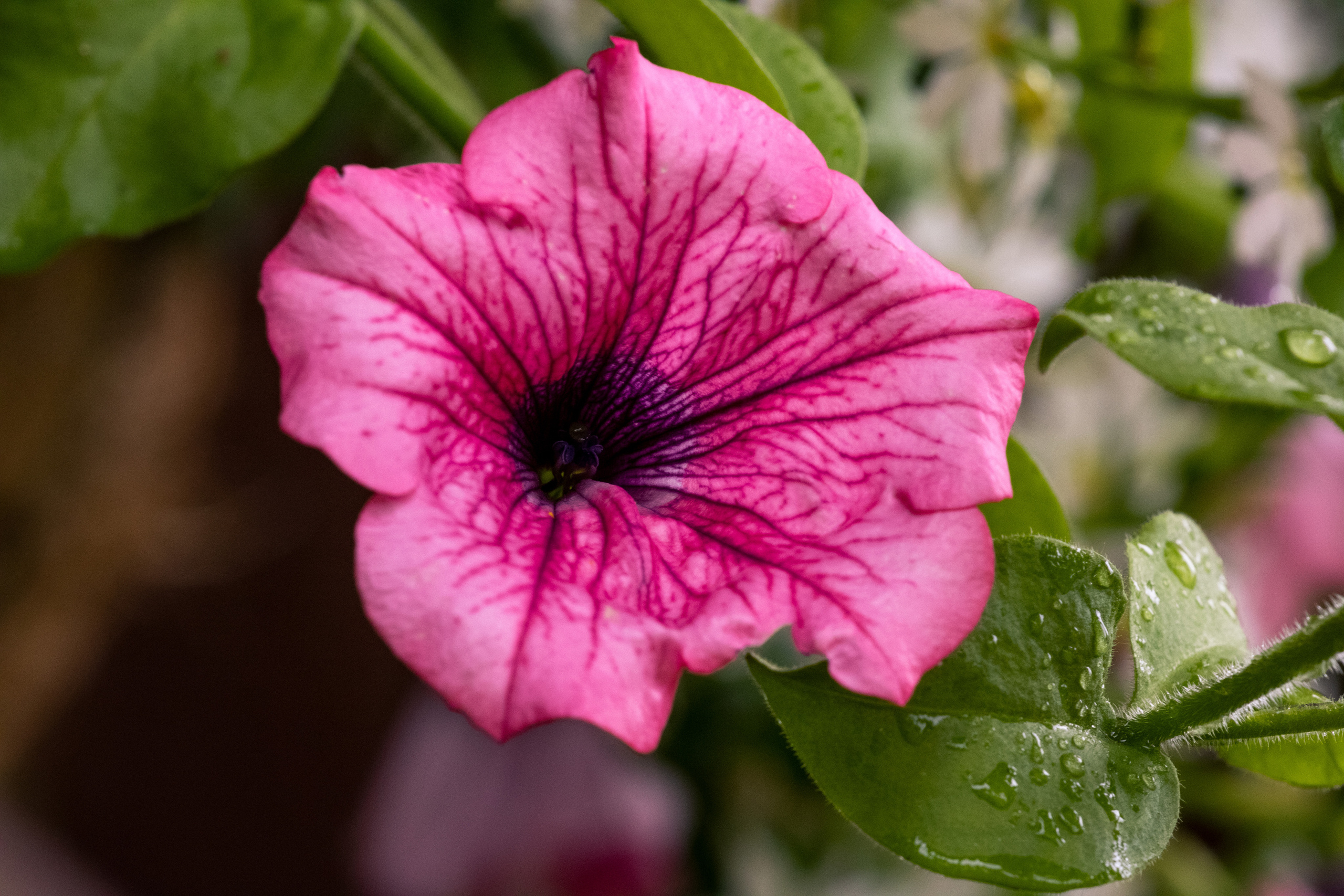Peipsi järv (lilled). Nebula 25 — Fotod teie hingele