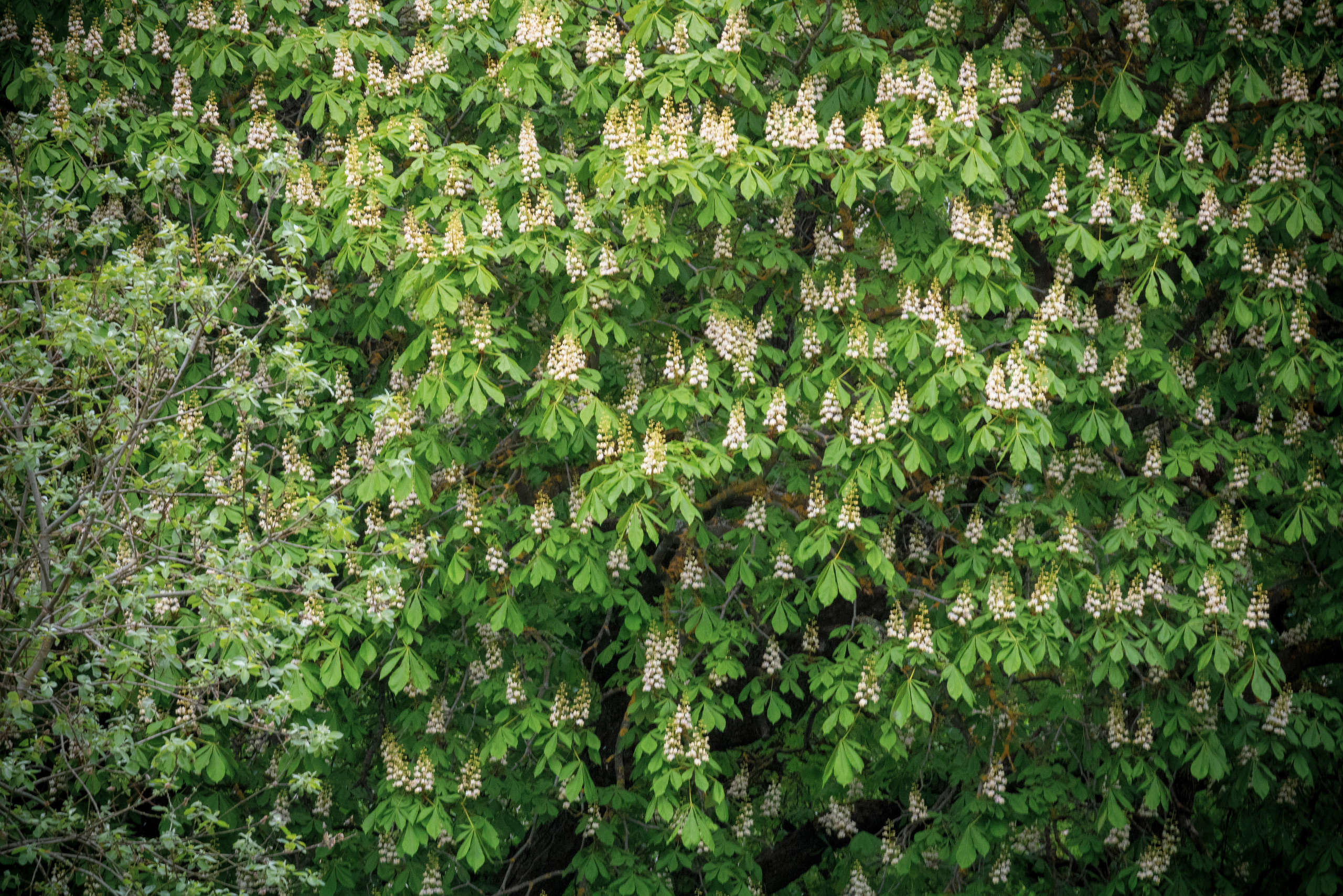 Viadukti ümbrus (2020 a.). Nebula 25 — Fotod teie hingele